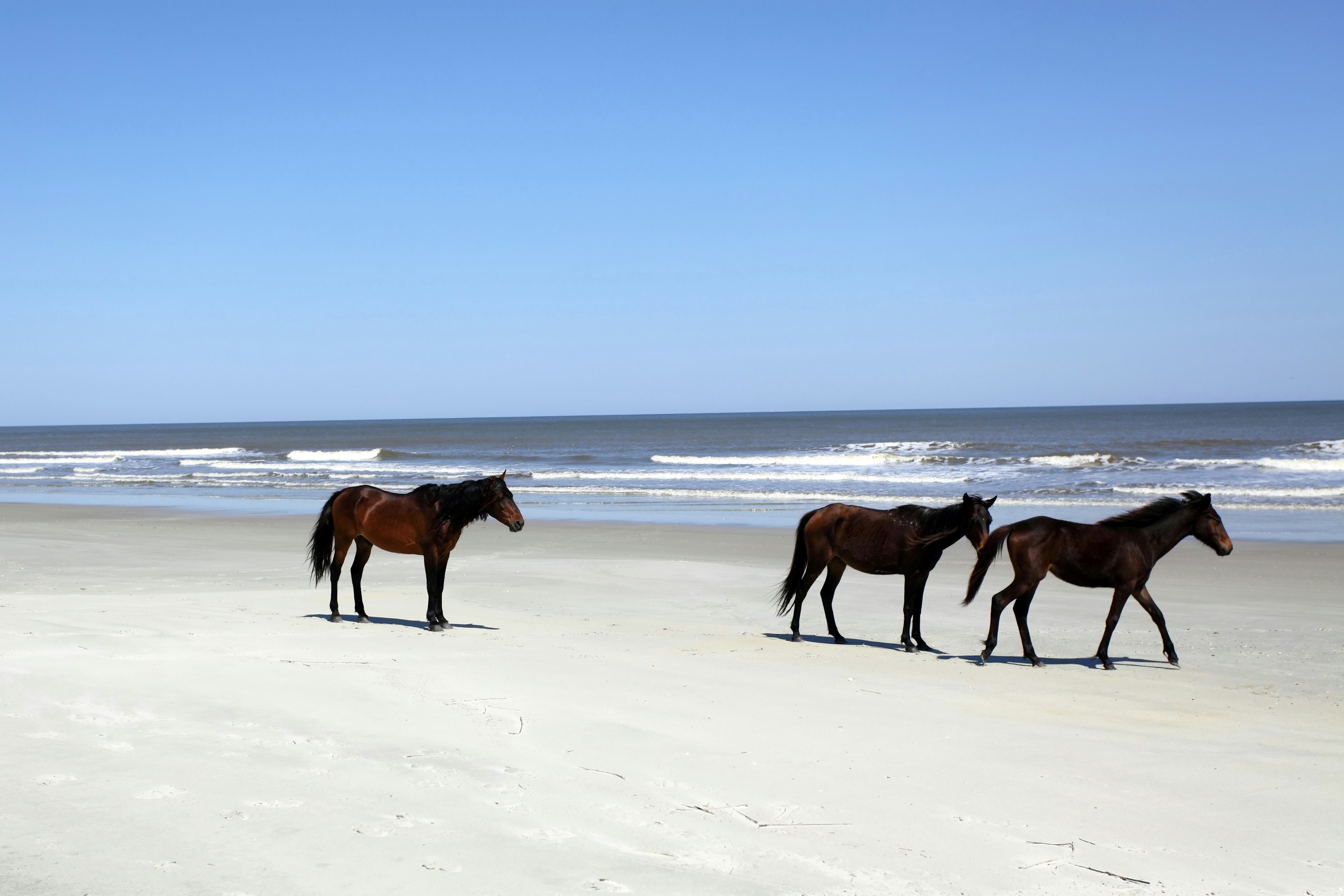 Wild horses roam the sands of Cumberland Island National Seashore. Getty Images