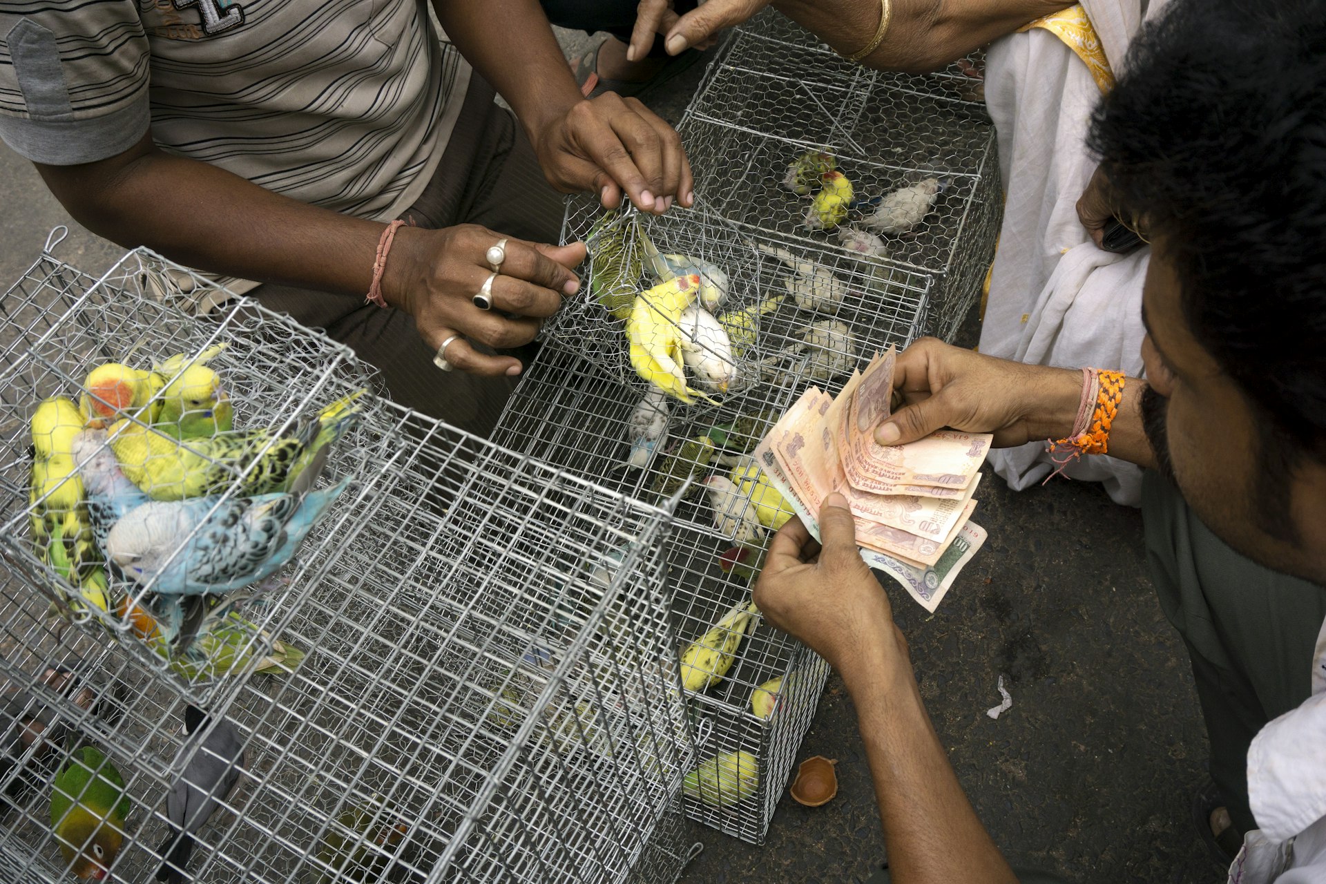 A buyer pays in cash for colorful birds at Kolkata pet market, Kolkata, West Bengal, India