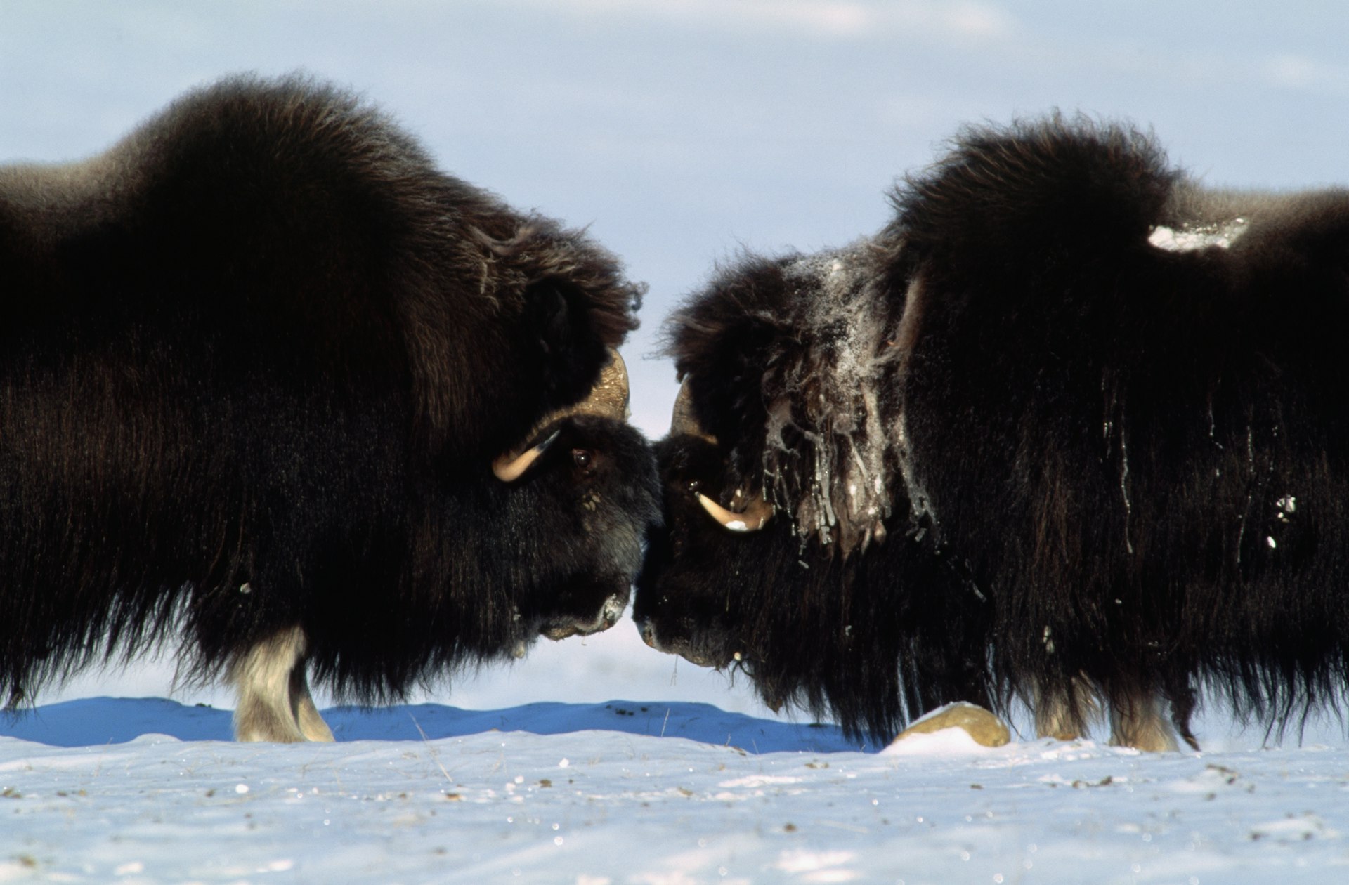 Two musk ox bulls clashon Ellesmere Island, Nunavut, Canada
