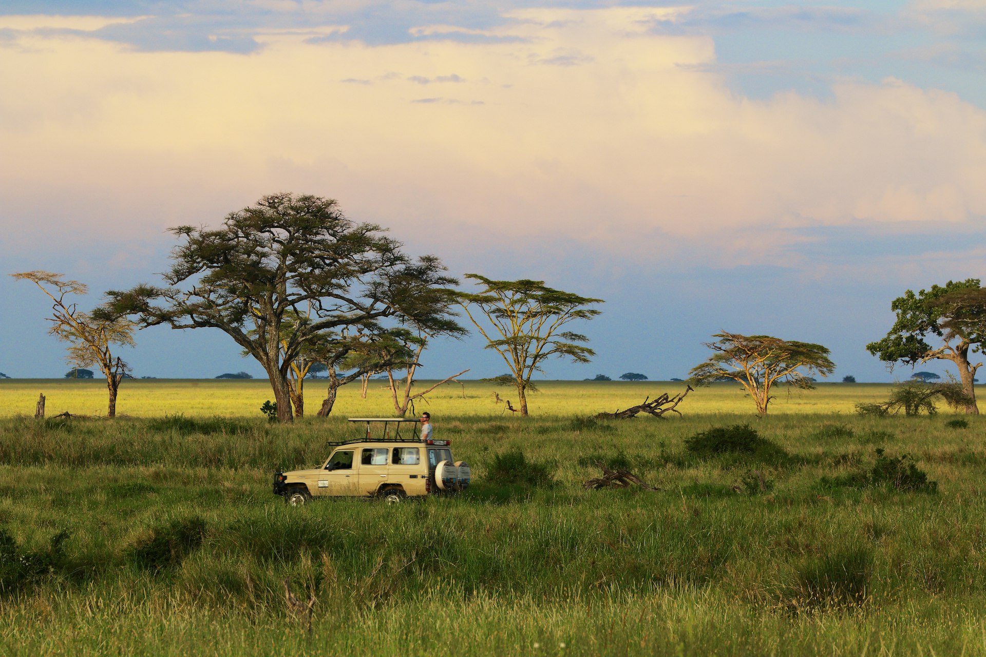 A solo figure stands on a safari truck looking out over the plains