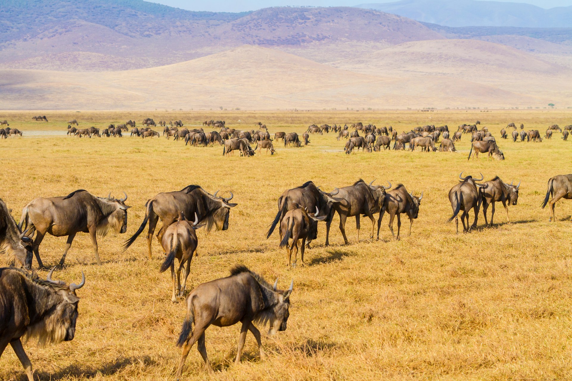 Close-up of wildebeest walking in the Ngorongoro crater in Tanzania, Africa.