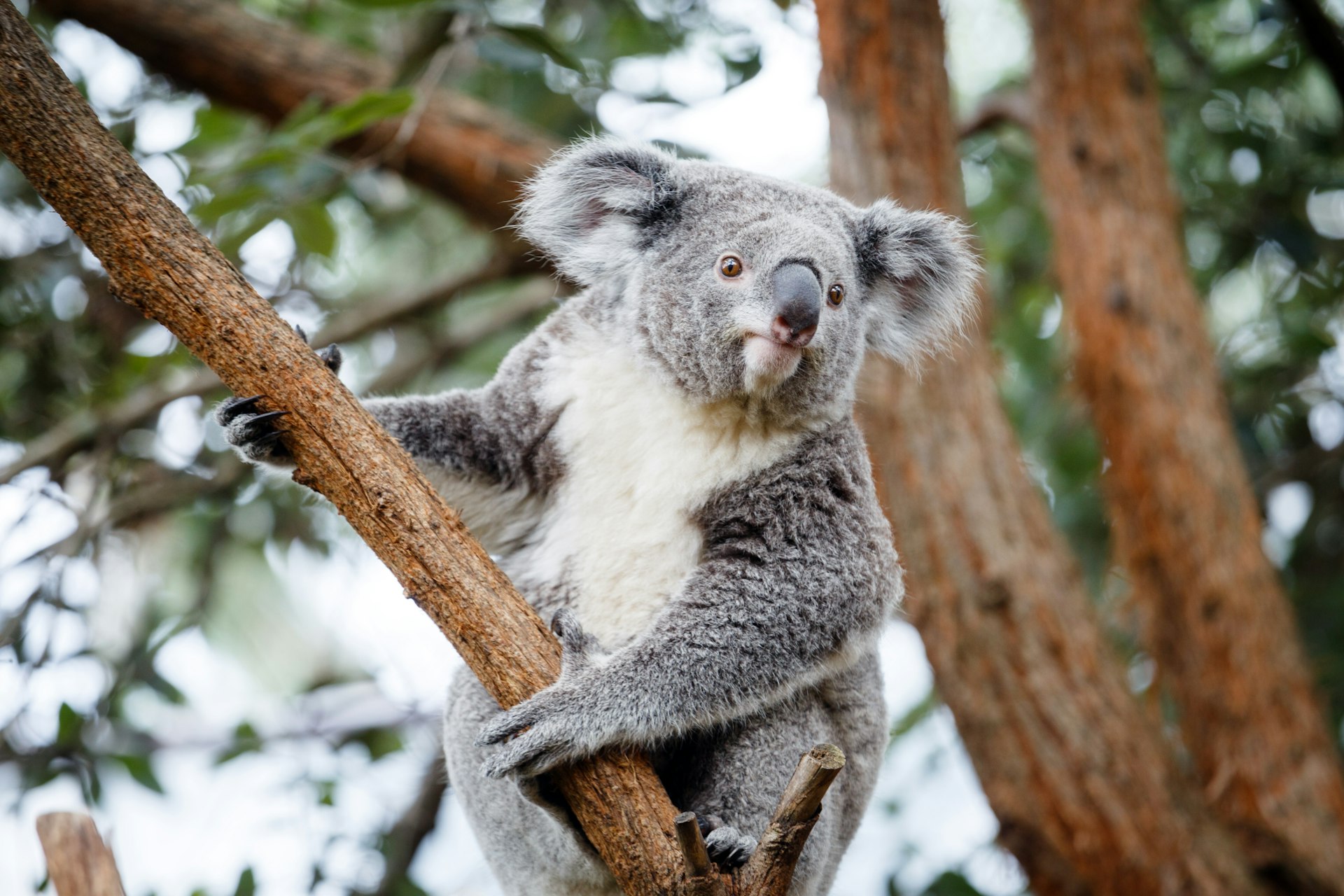 Taronga Zoo koala (animal wildlife) looking straight at the photographer (looking at camera)