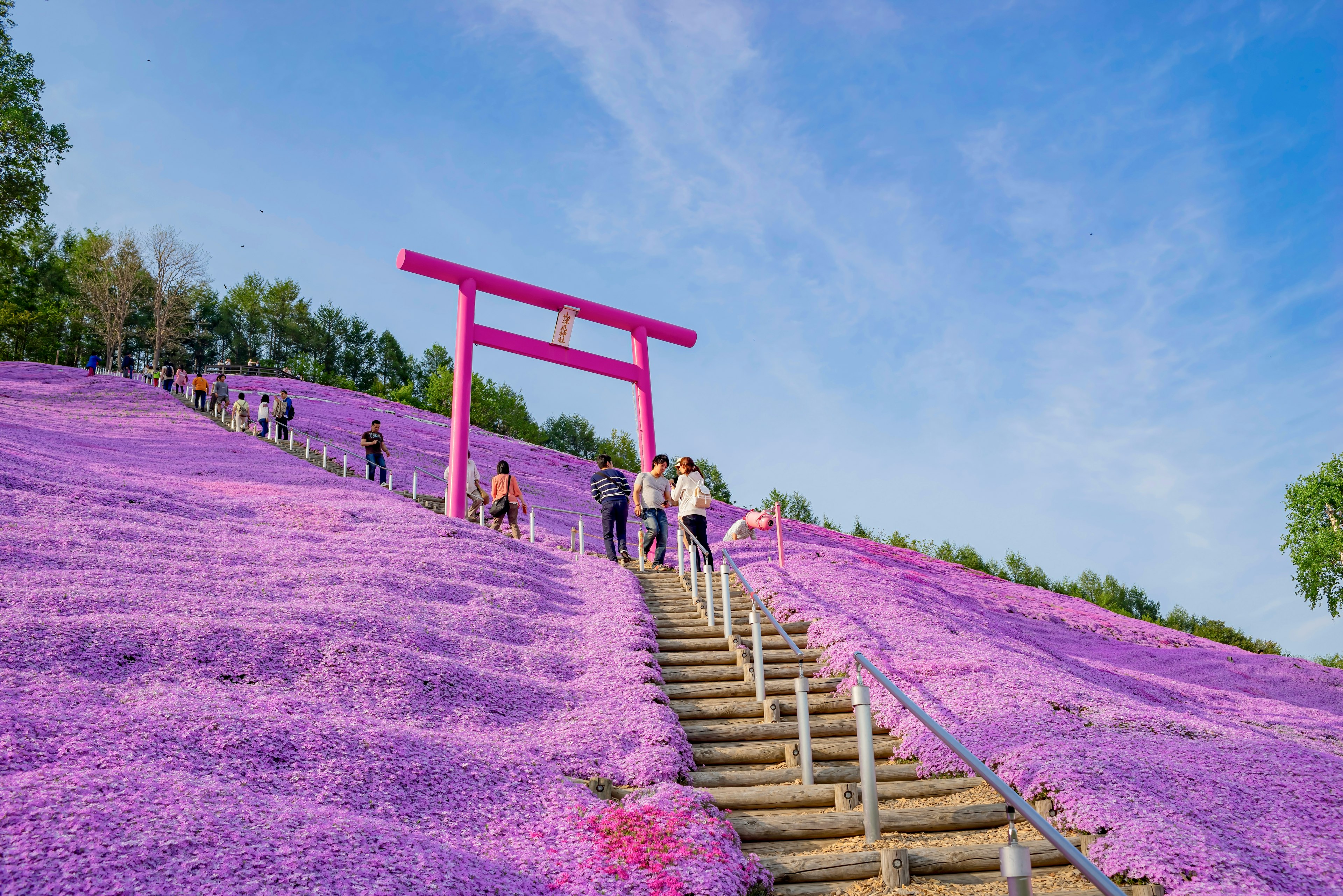 The beautiful Shiba Sakura blossoms; Hokkaido, Japan