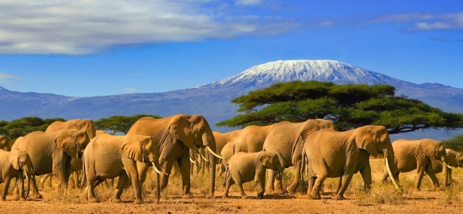 Elephants in front of Mt Kilimanjaro