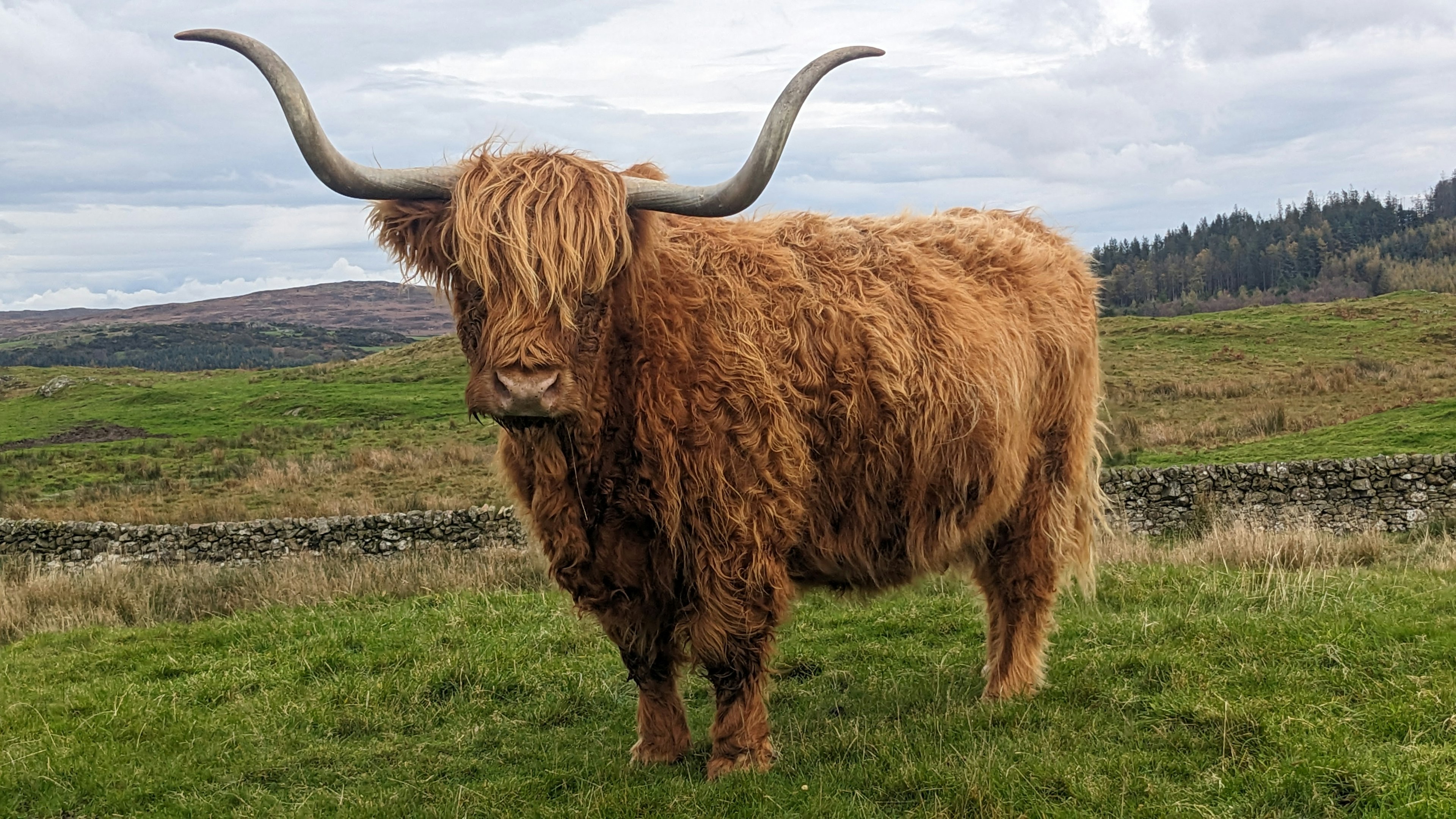 highland-coos-amy-lynch.jpg