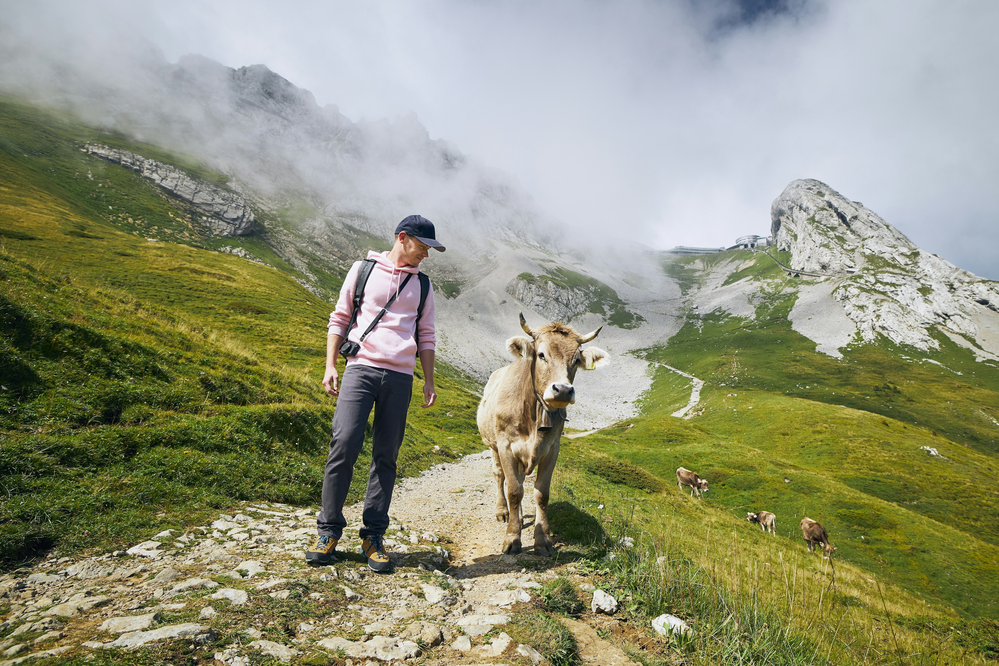 Young man walking with swiss cow on mountain footpath. Mount Pilatus, Lucerne,