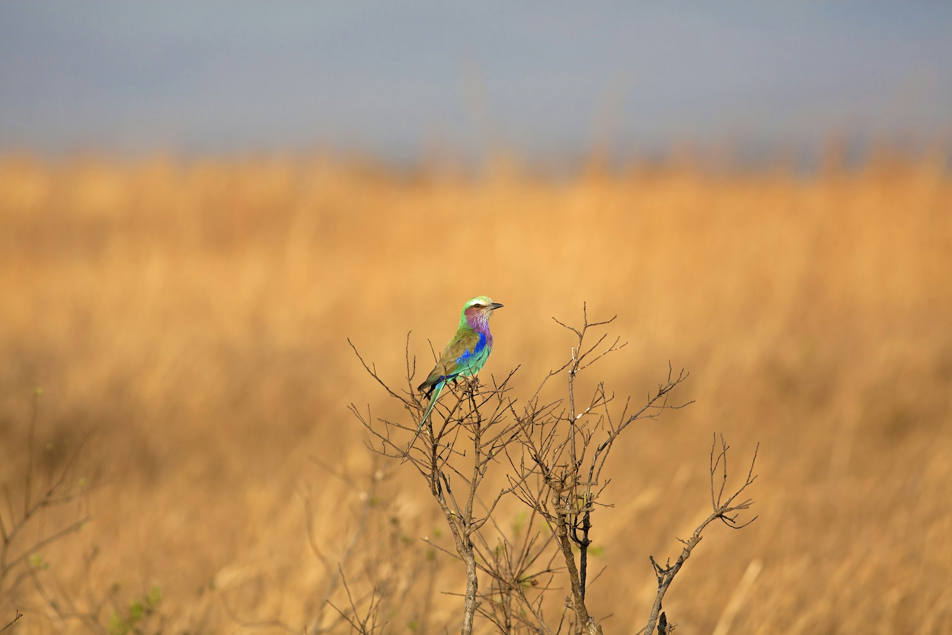 A lilac-breasted roller sitting on a branch in the African savannah
