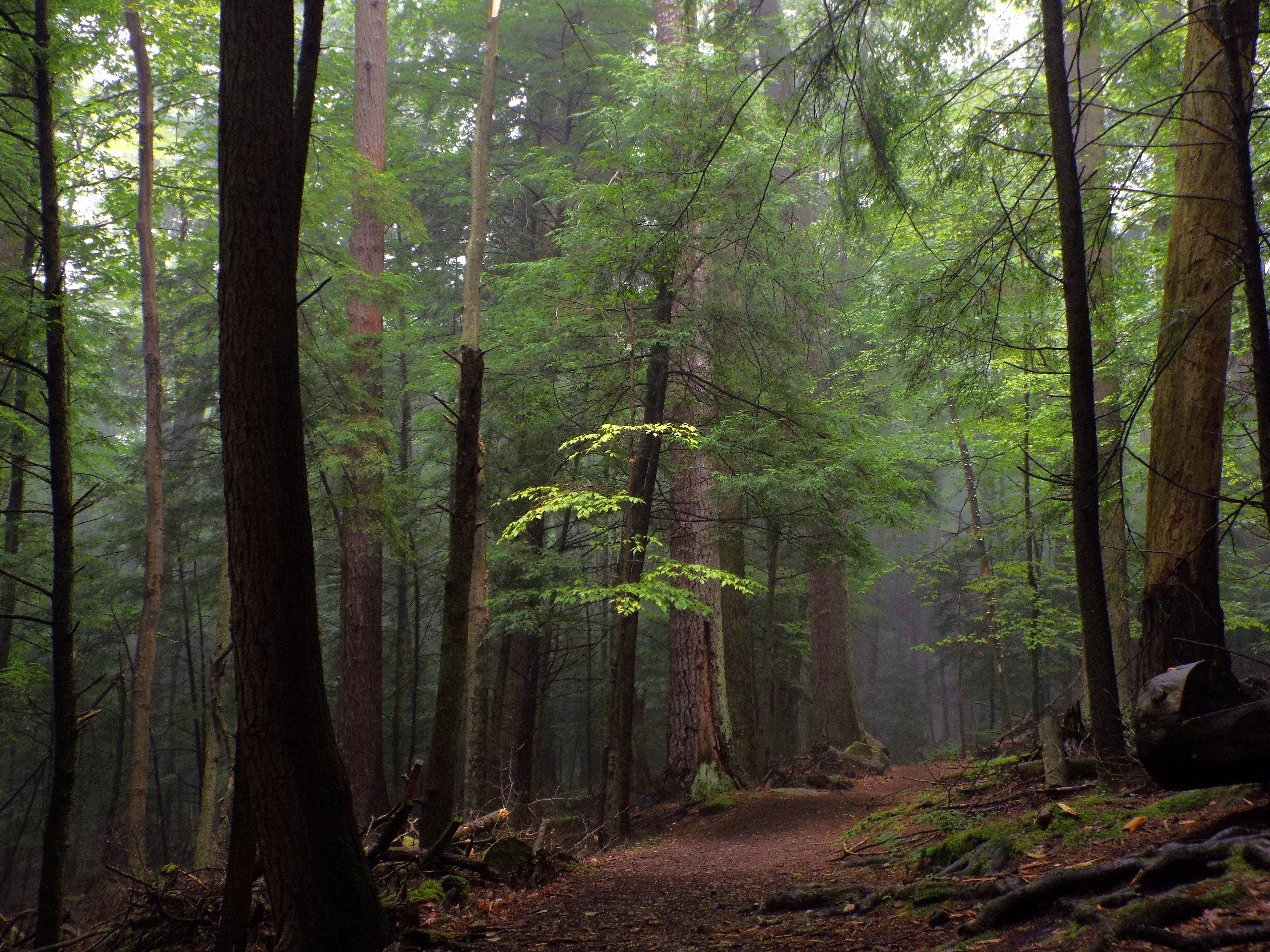 Beautiful Old Growth Forest
1564931945
state parks, cook forest state park, cooksburg pennsylvania, clarion pennsylvania, greenery, north country national scenic trail, national scenic trail, david radzieta, denise radzieta, millie and star australian sheperds