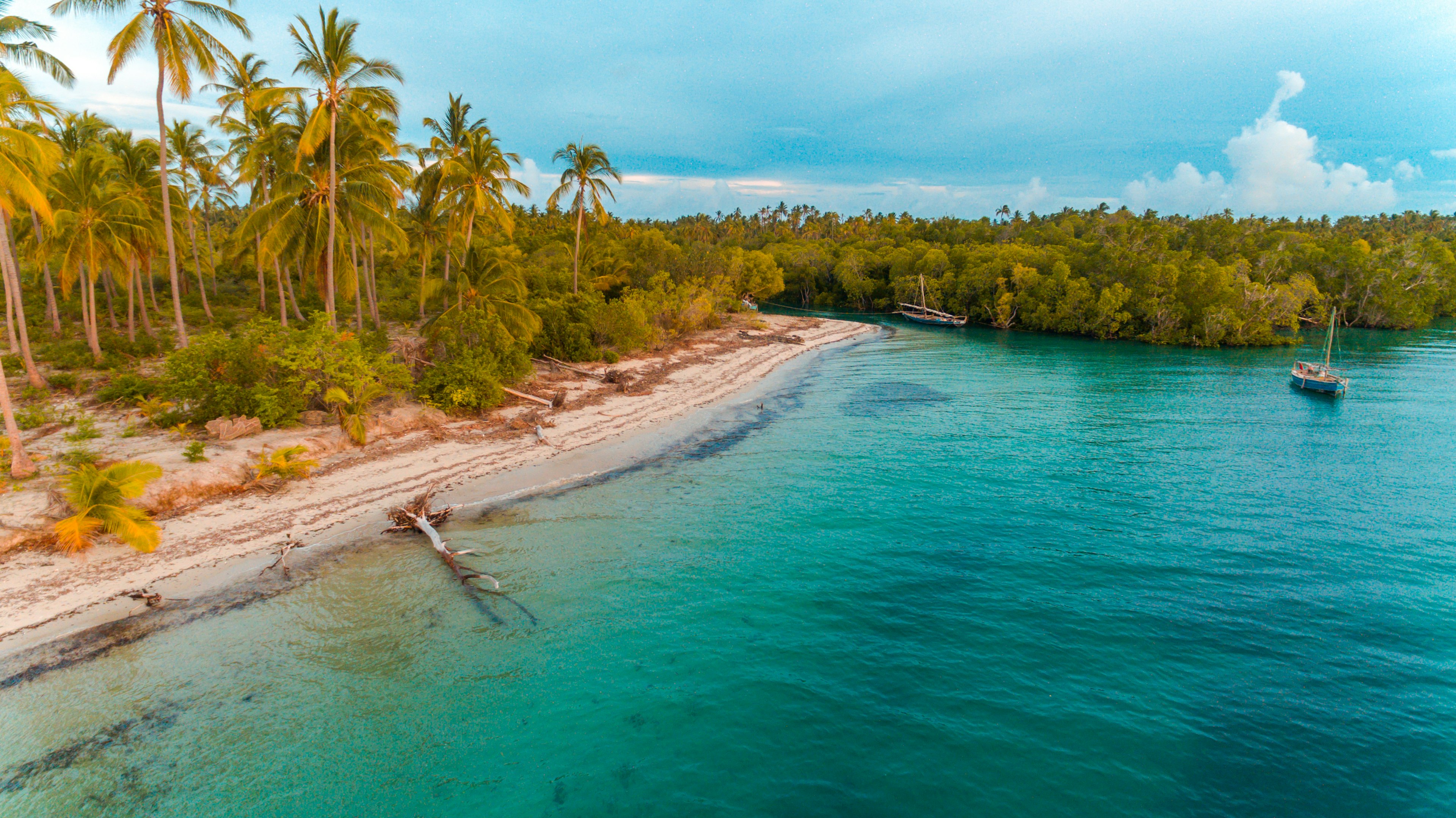 A beautiful tropical beach backed by palm trees