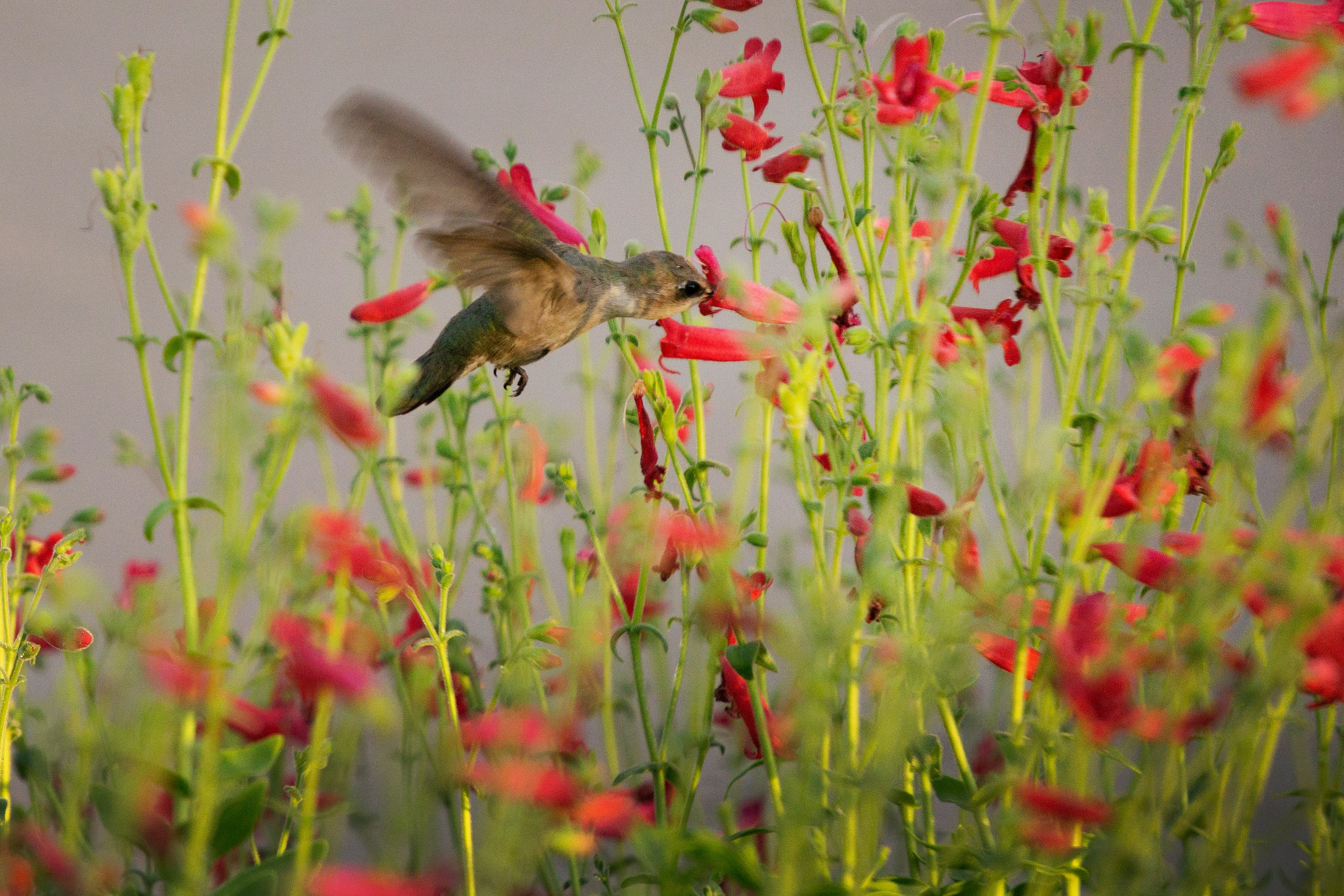 A hummingbird with its beak inside a red flower at the Desert Botanical Garden in Phoenix, Arizona, USA