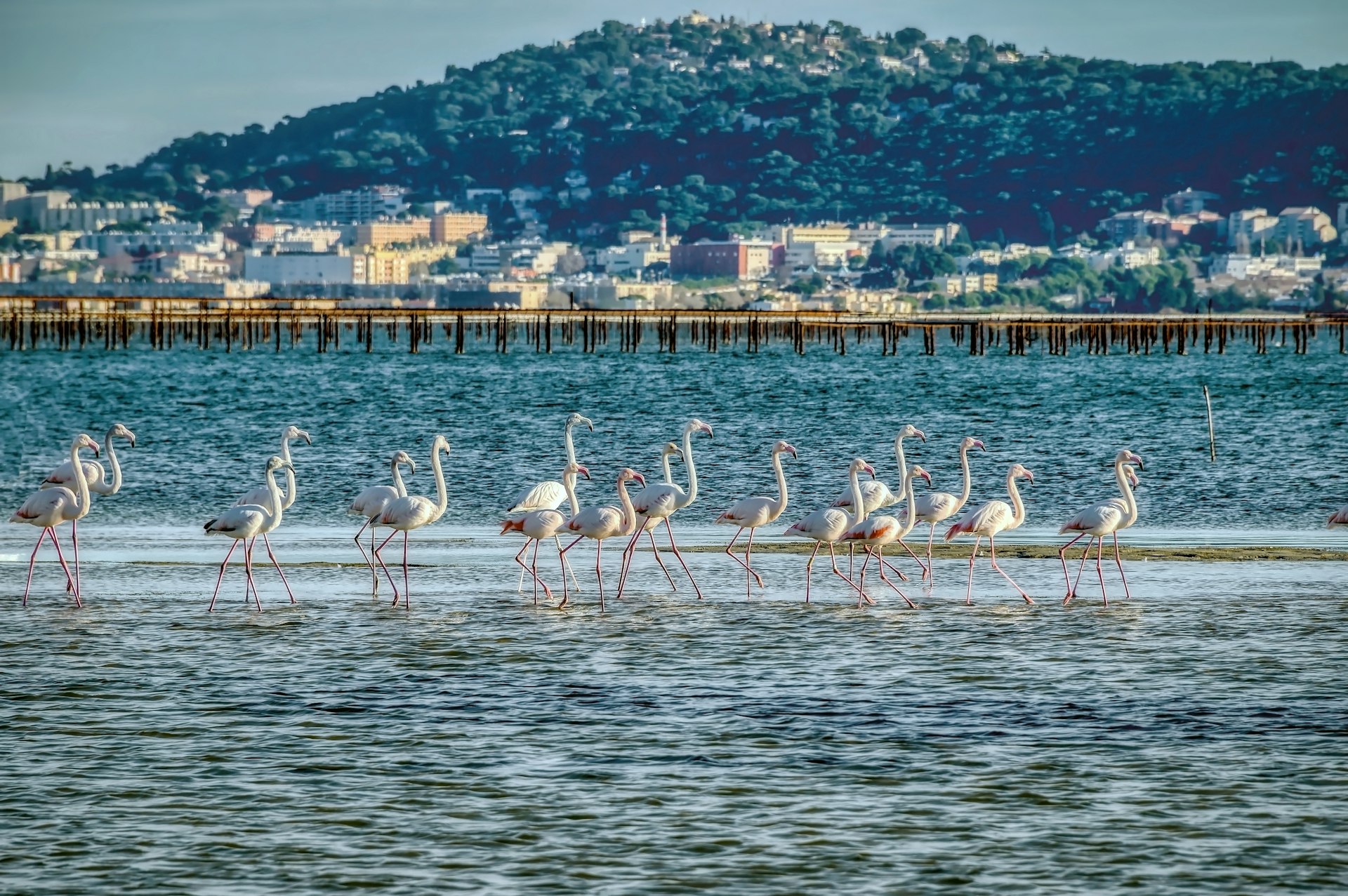 A flock of pink flamingos wade in water with a town rising on a hill in the background