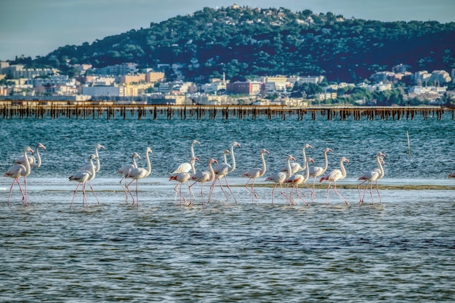 A flock of flamingos stand in the Étang de Thau lake with the town of Sète in the background;