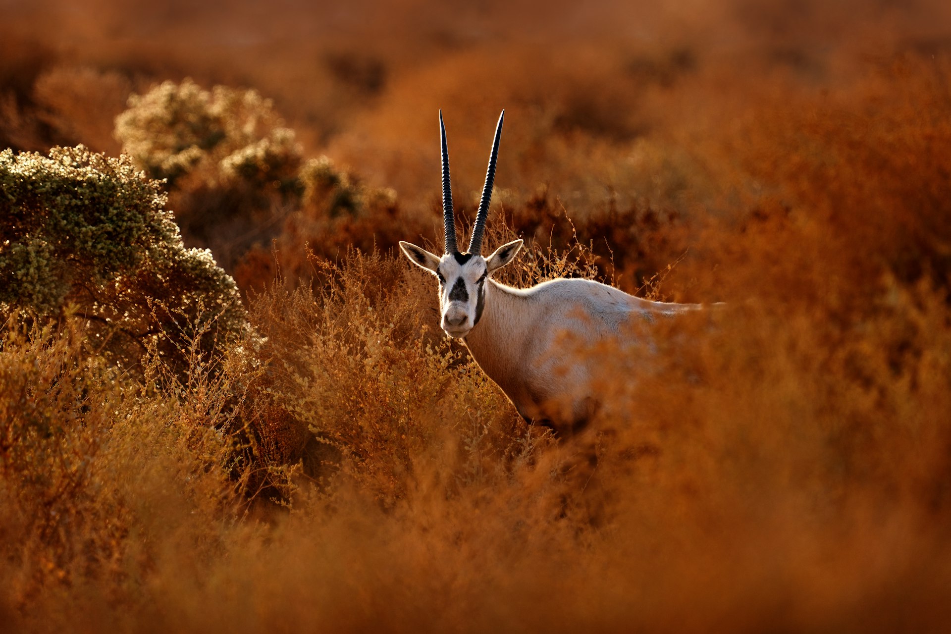 An Arabian oryx peers through the grasses in the Shaumari Wildlife Reserve