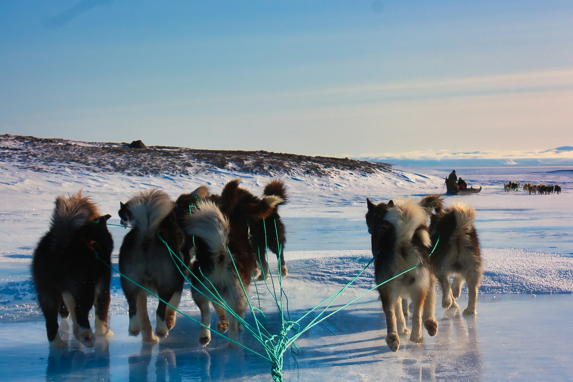A scenic shot of sled dogs on the snow, Ittoqqortoormiit, Greenland