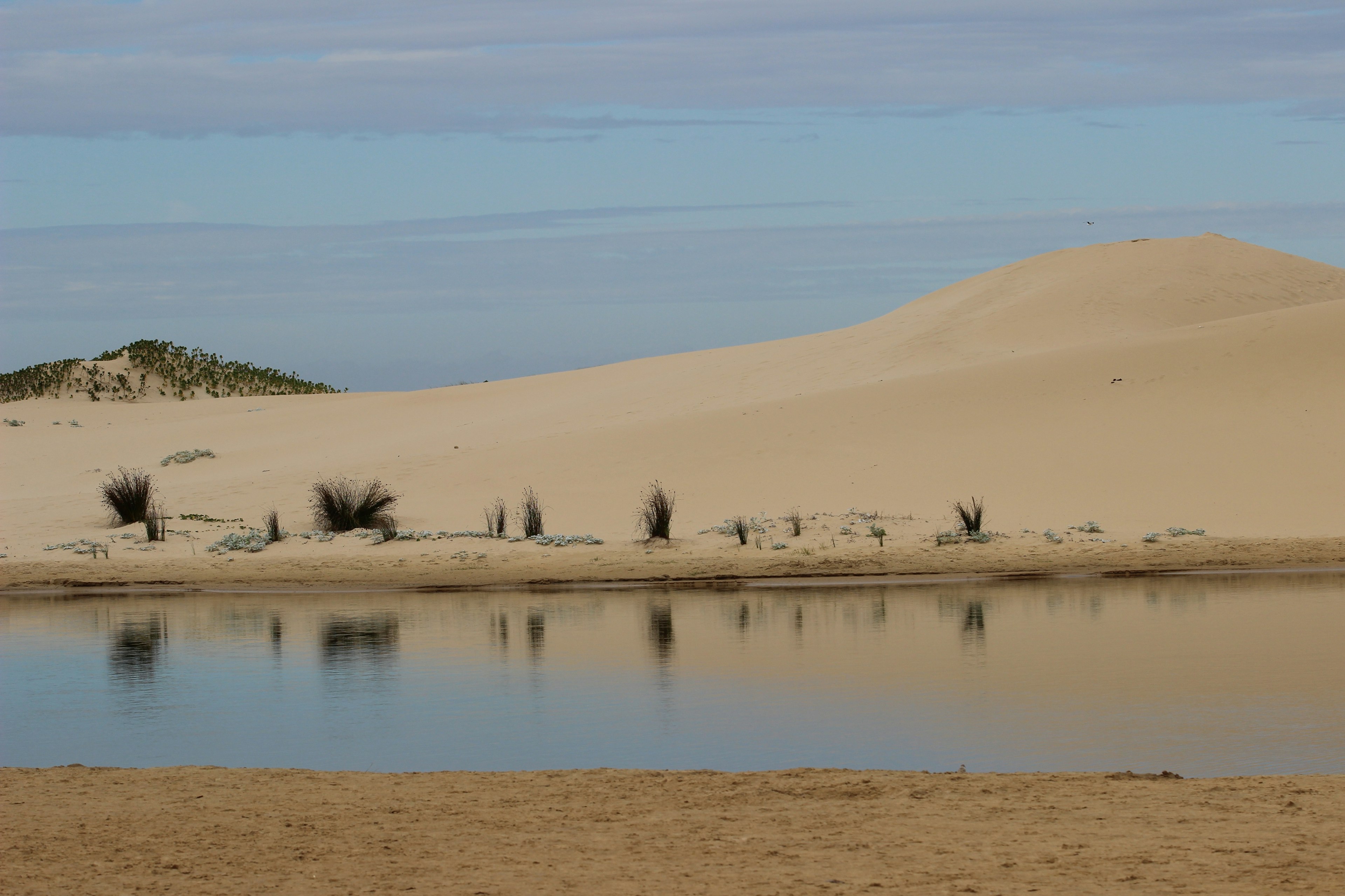 Interesting clumps of grass and reflections on the shore of a lagoon in Kasouga