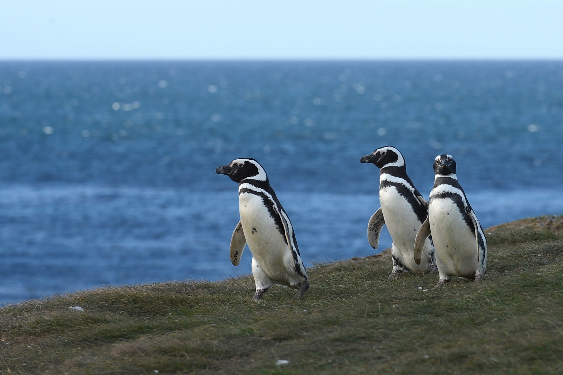 Magellanic penguins by the sea in Magdalena Island, Strait of Magellan, near Punta Arenas, Chile