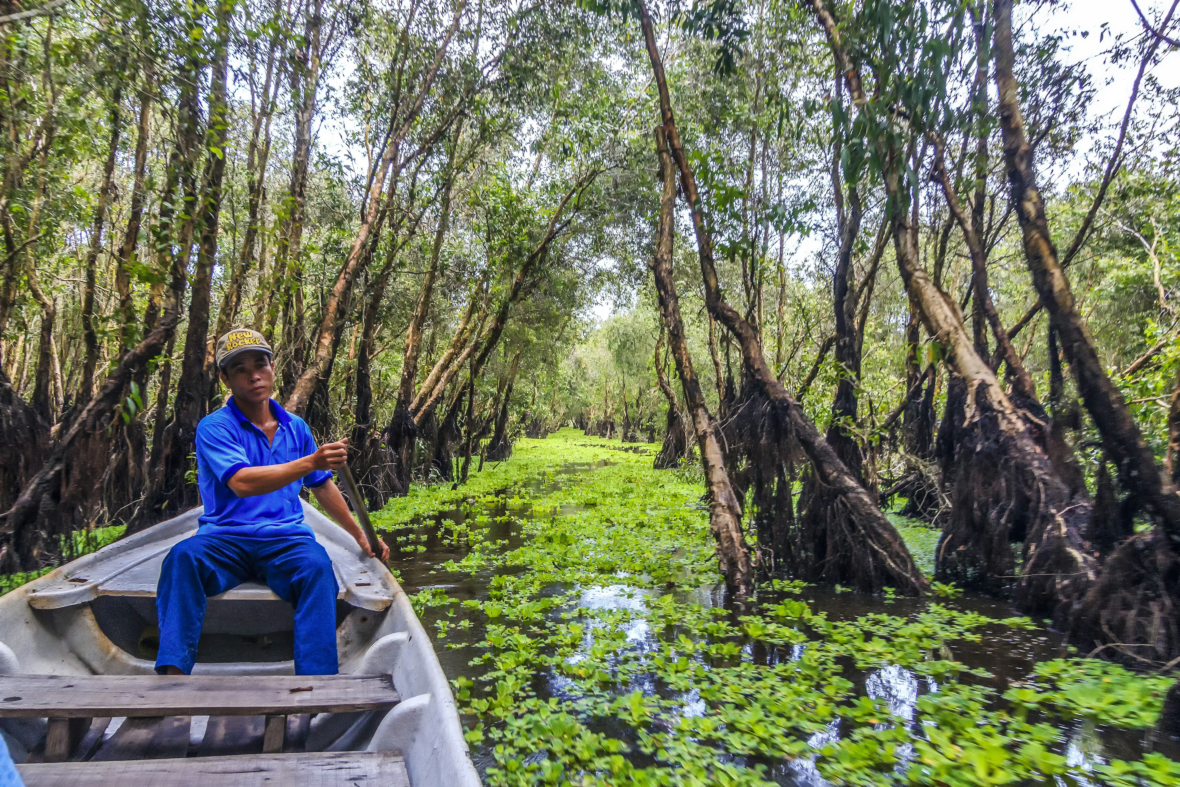 A man steers a wooden boat through a channel in a dense mangrove forest. Aquatic plants are seen on the surface of the water.