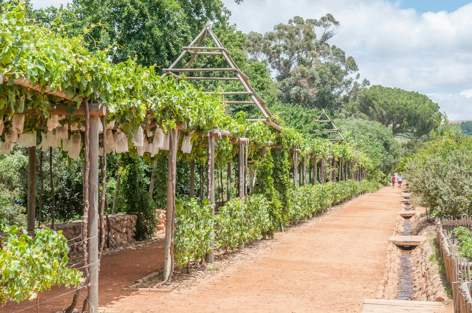 Grape vines hang from a trellis in a lush vineyard garden. 