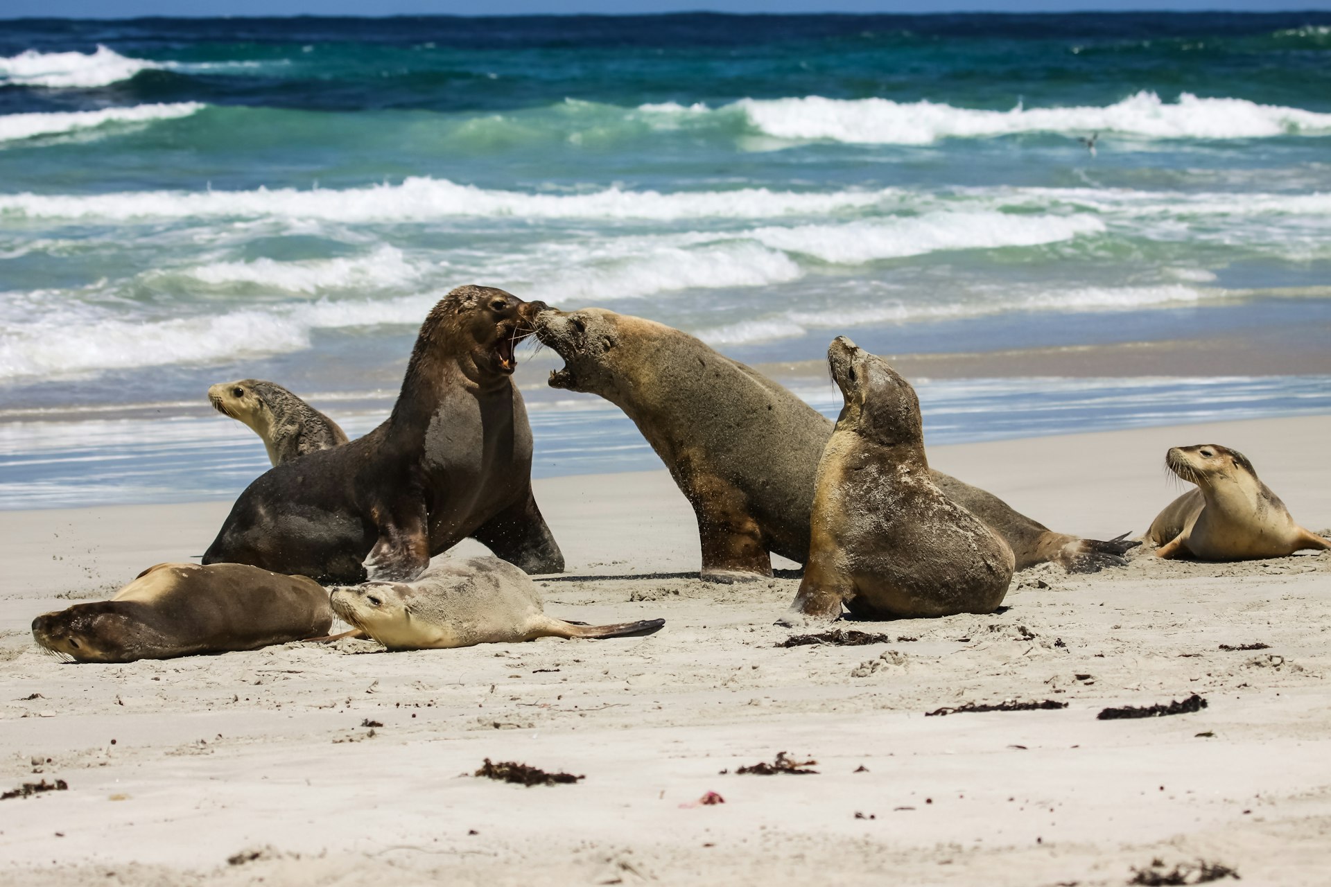 A group seal lions play and lounge and squabble on the beach