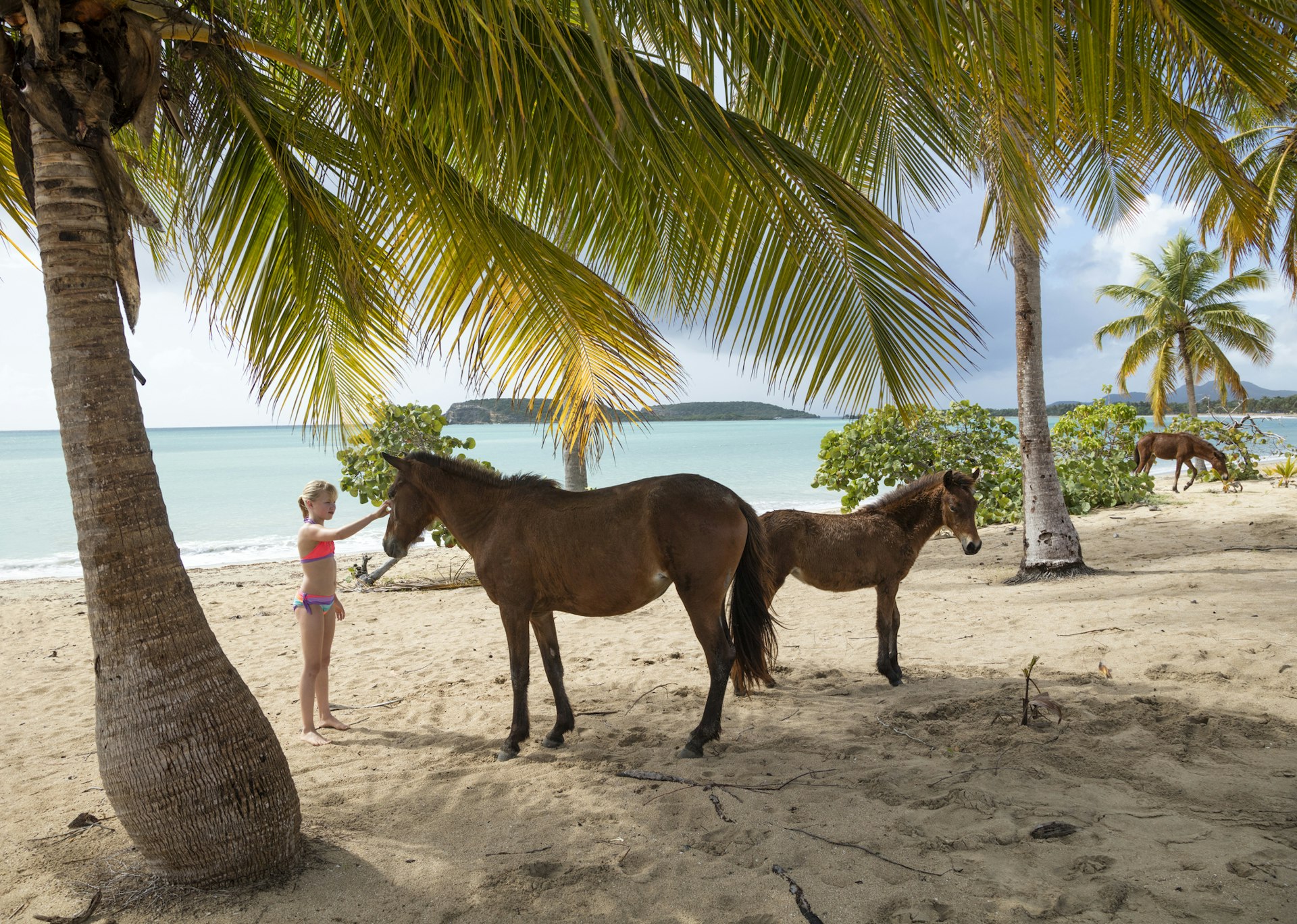 A young girl petting horses on the beach in Puerto Rico
