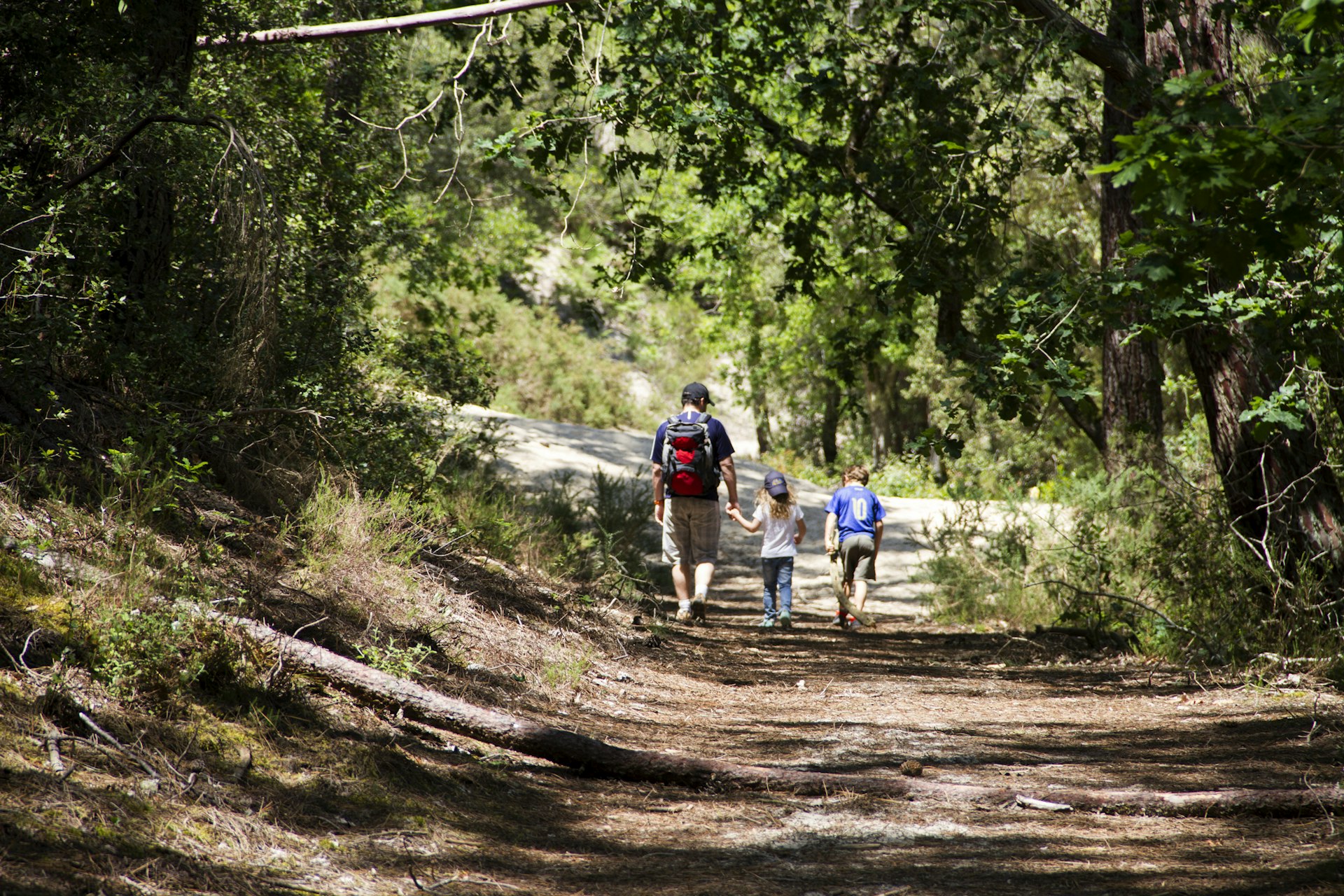 A father and two children follow a woodland trail on a sunny day