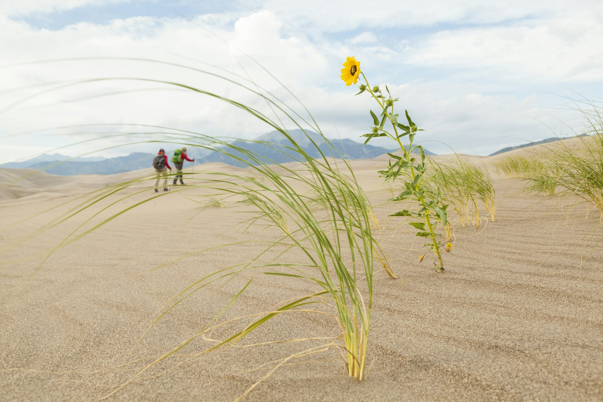 Blowout grass and a prairie sunflower peek out of a sand dune in Great Sand Dunes National Park, Colorado