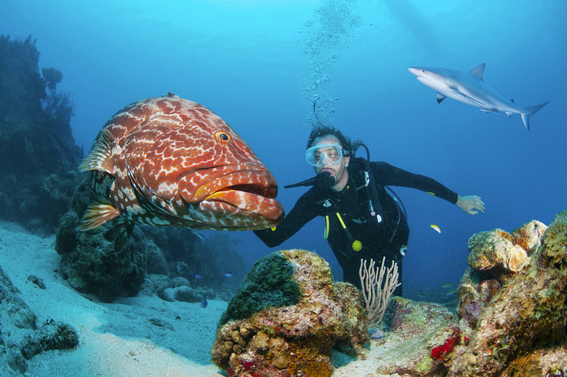 Scuba diver with huge black grouper and Caribbean reef shark in Honduras