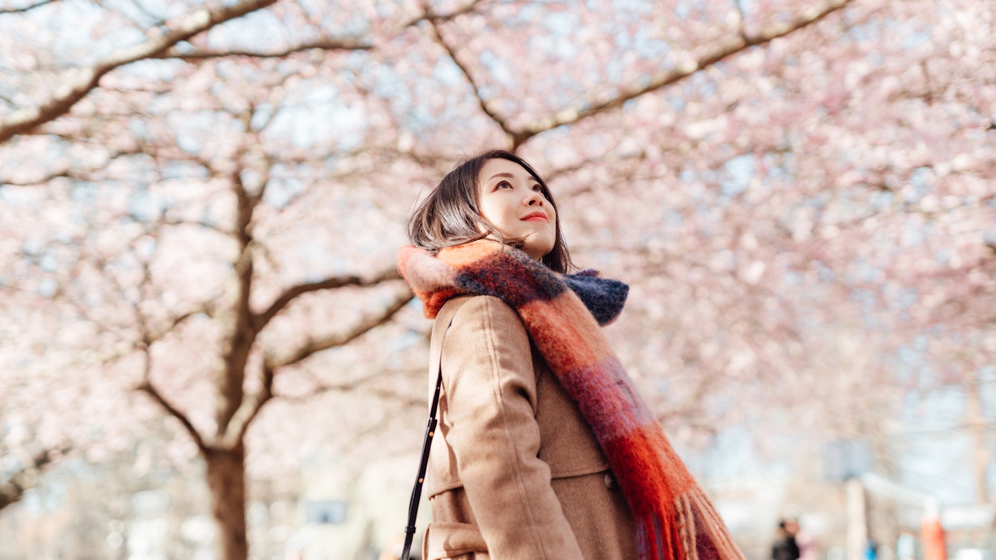 Young woman walking under cherry blossoms trees in a park in Japan