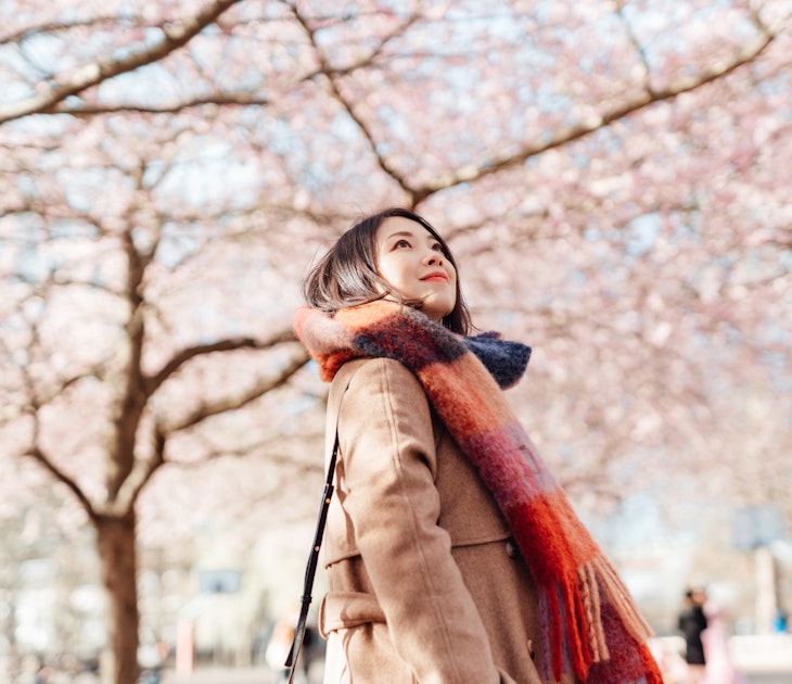 Young woman walking under cherry blossoms trees in a park in Japan
