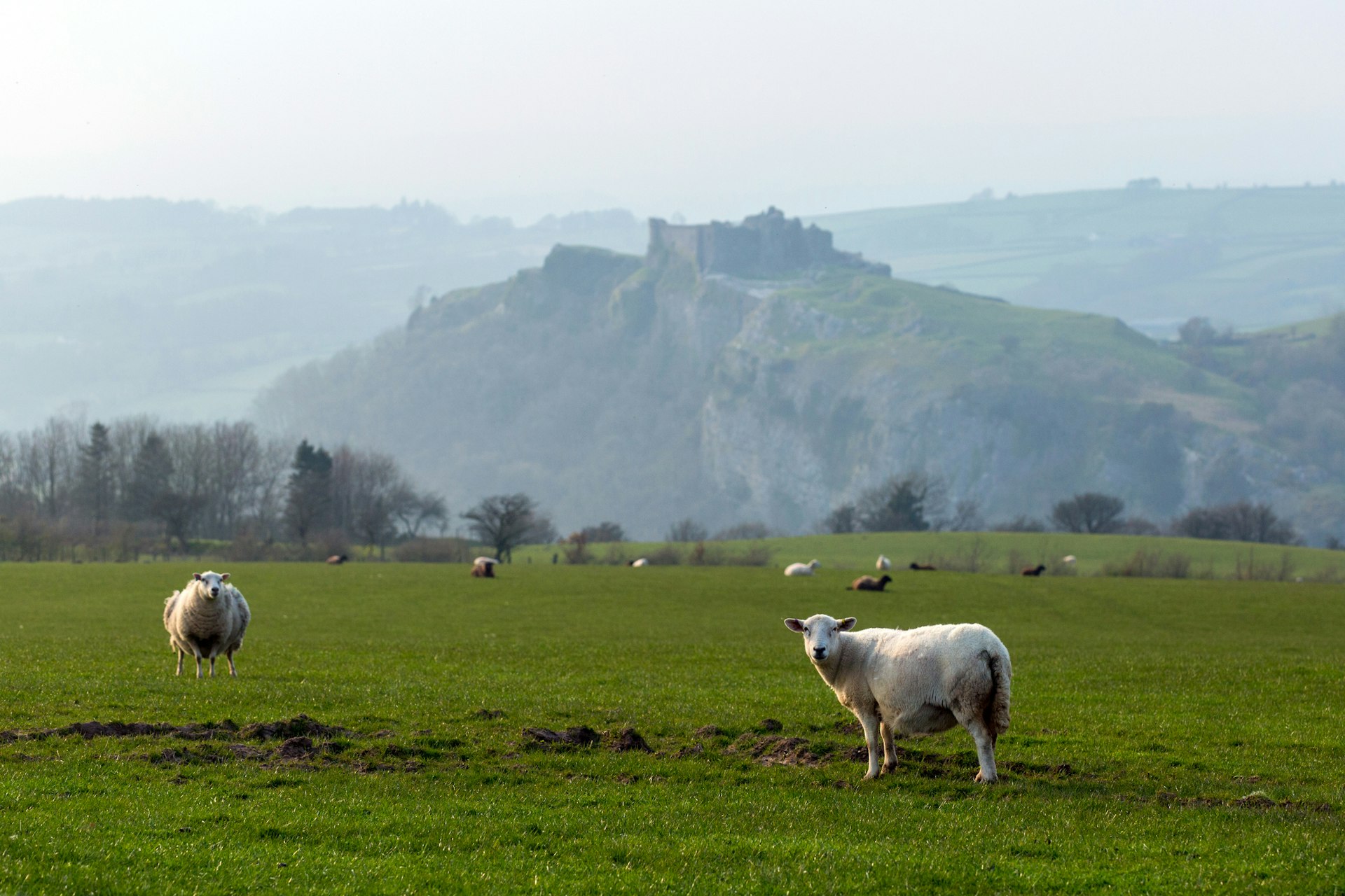 Scenic landscape with sheep grazing in front of Castell Carreg Cennen (Carreg Cennen Castle), Trapp, Llandeilo, Carmarthenshire, Wales, 