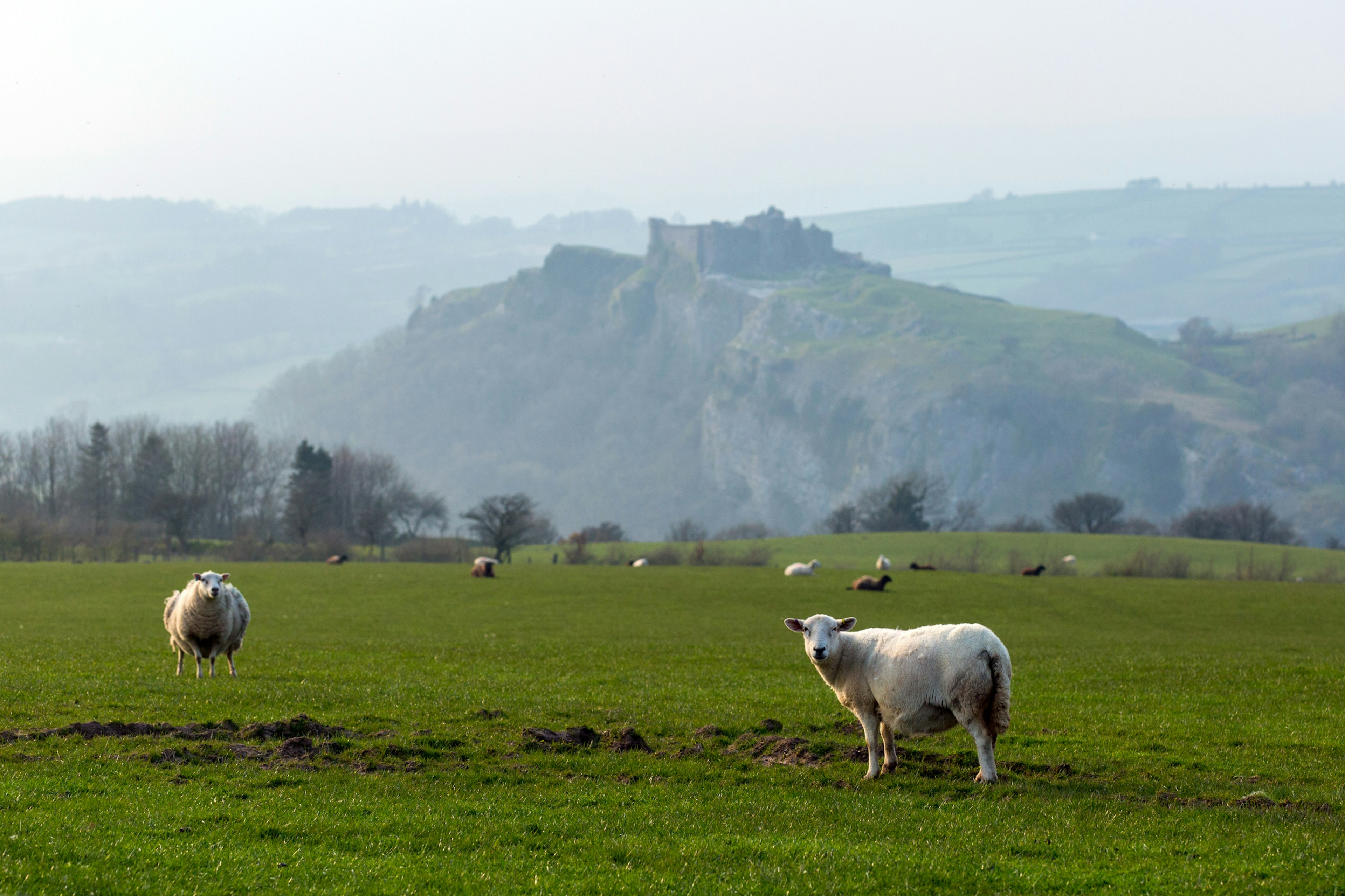 Scenic landscape with sheep grazing in front of Castell Carreg Cennen (Carreg Cennen Castle), Trapp, Llandeilo, Carmarthenshire, Wales,