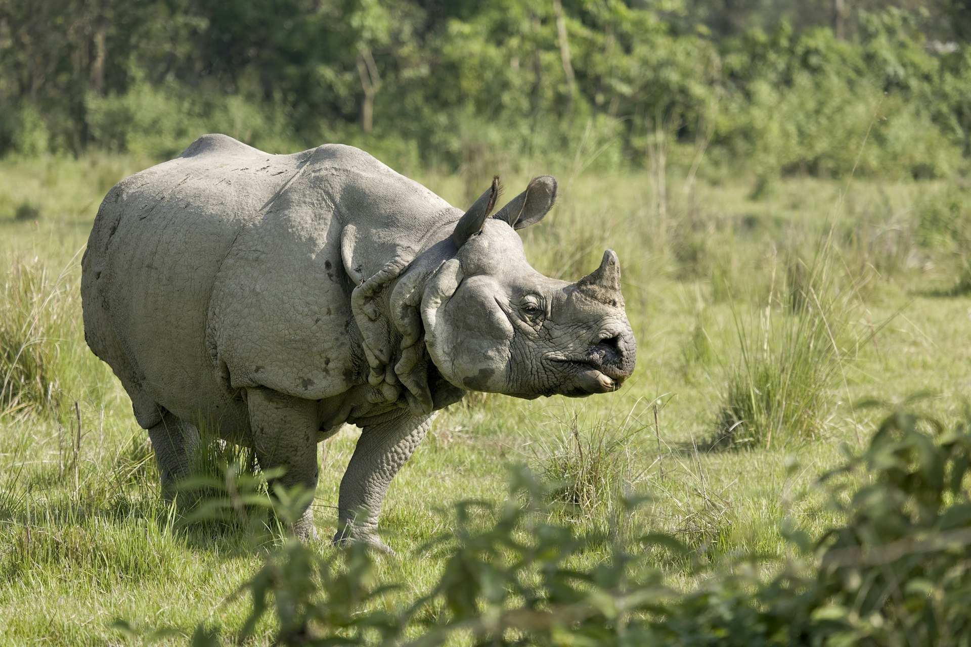 A male Indian Rhino grazing on a field in the outskirts of the Chitwan National Park in southern Nepal