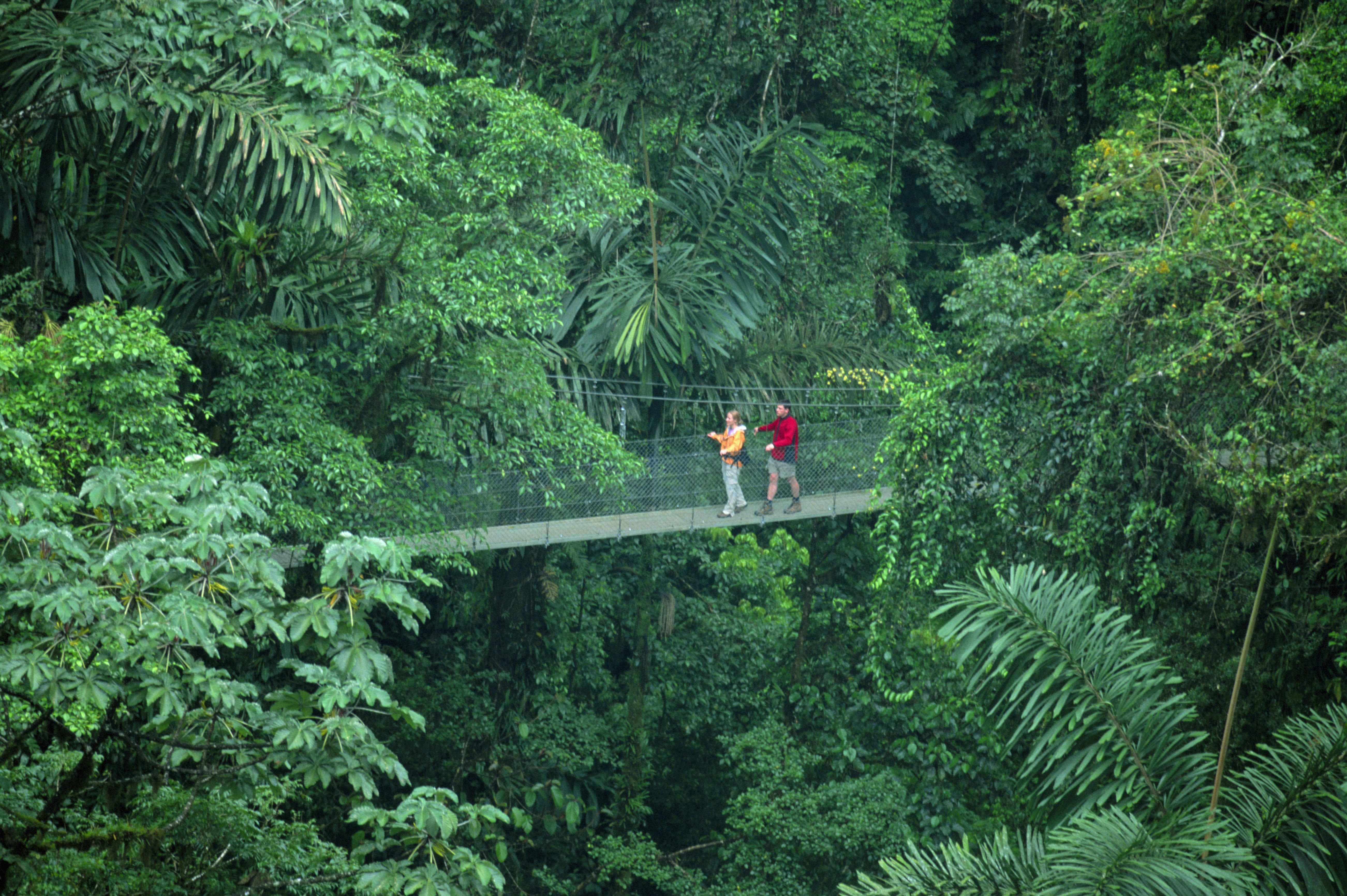 Two people walk on a road bridge that spans a rainforest dense with green vegetation