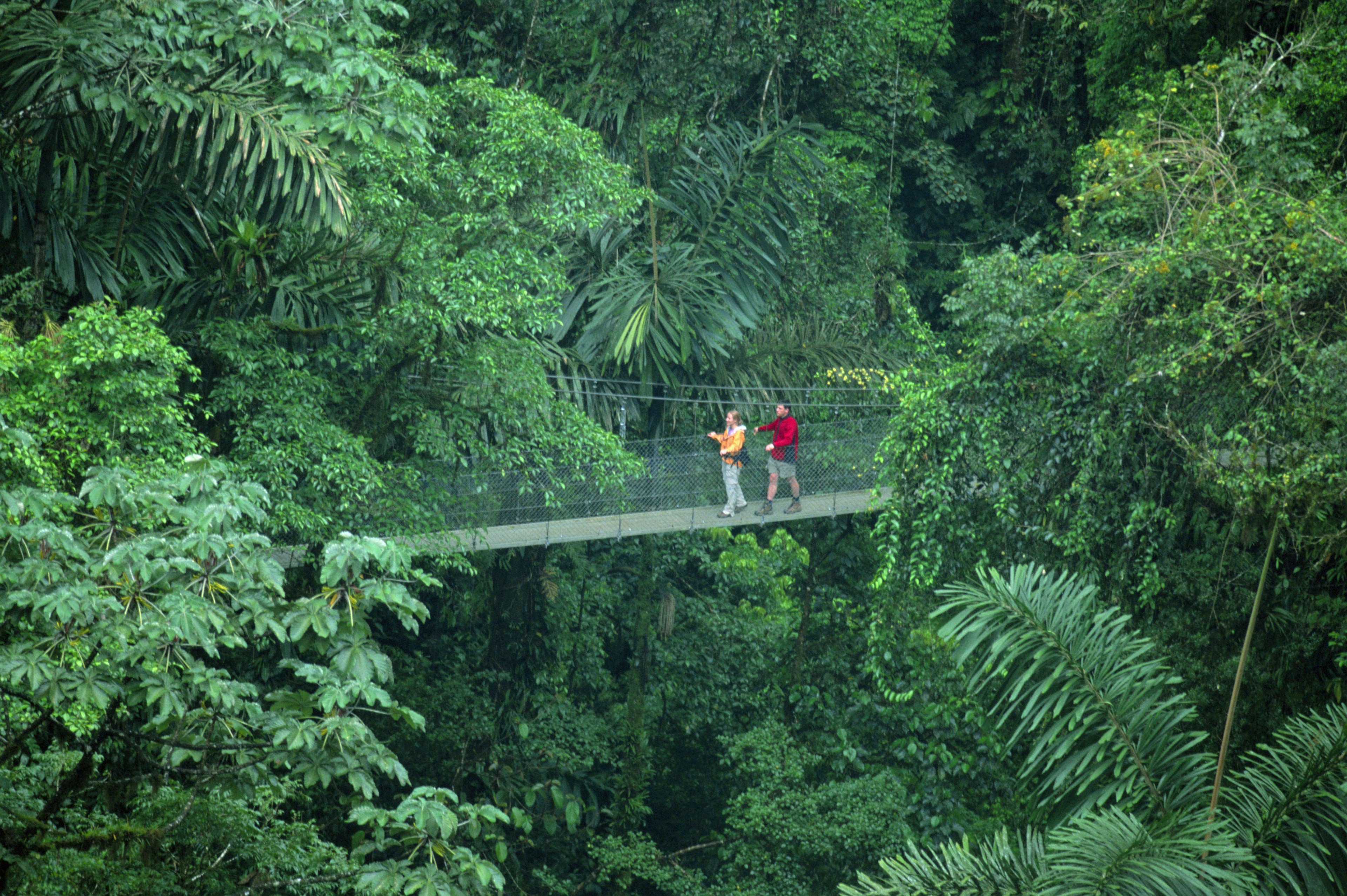 Two people walk on a road bridge that spans a rainforest dense with green vegetation