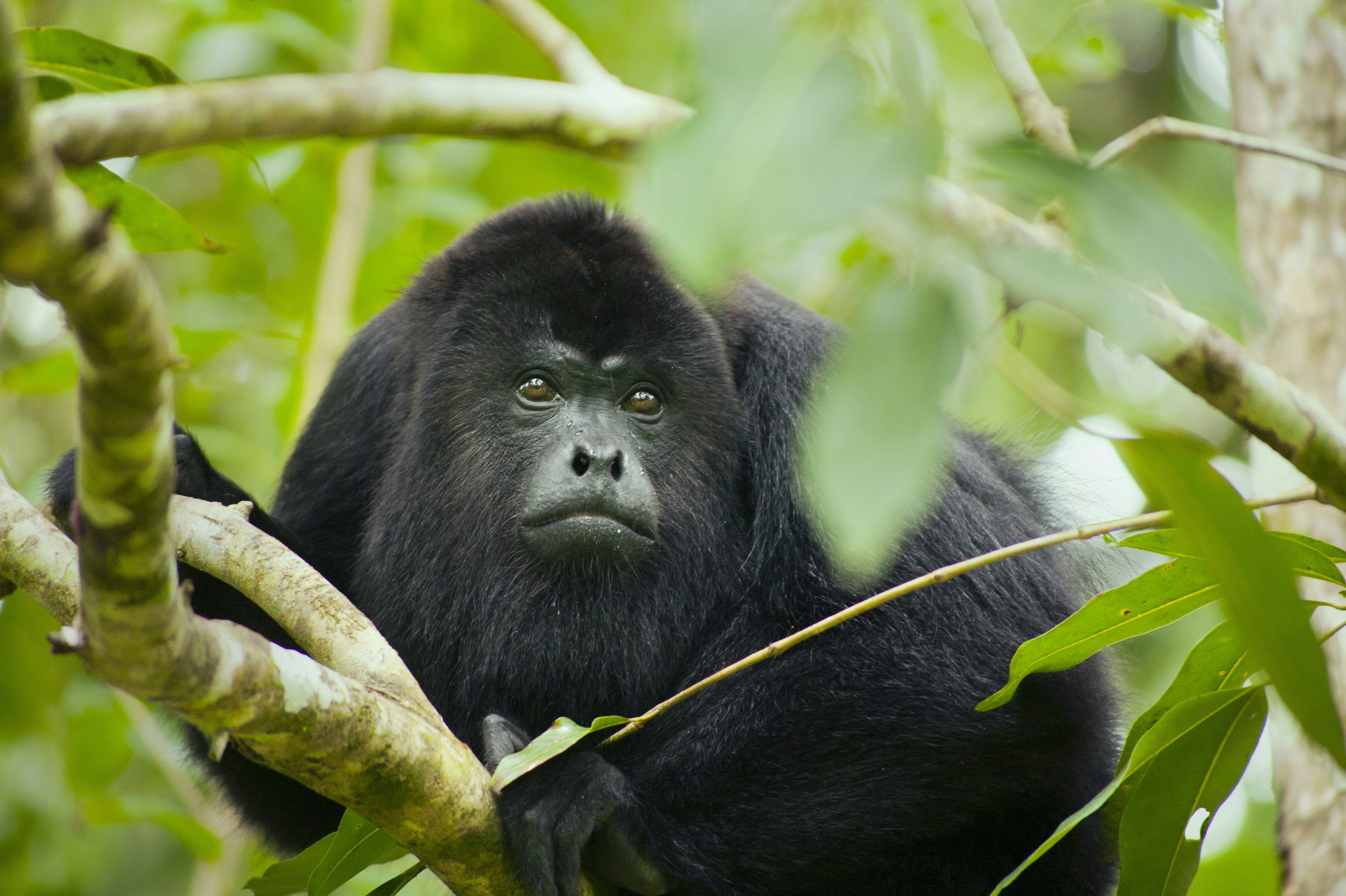 A howler monkey sits in the branches at the Community Baboon Sanctuary in Belize