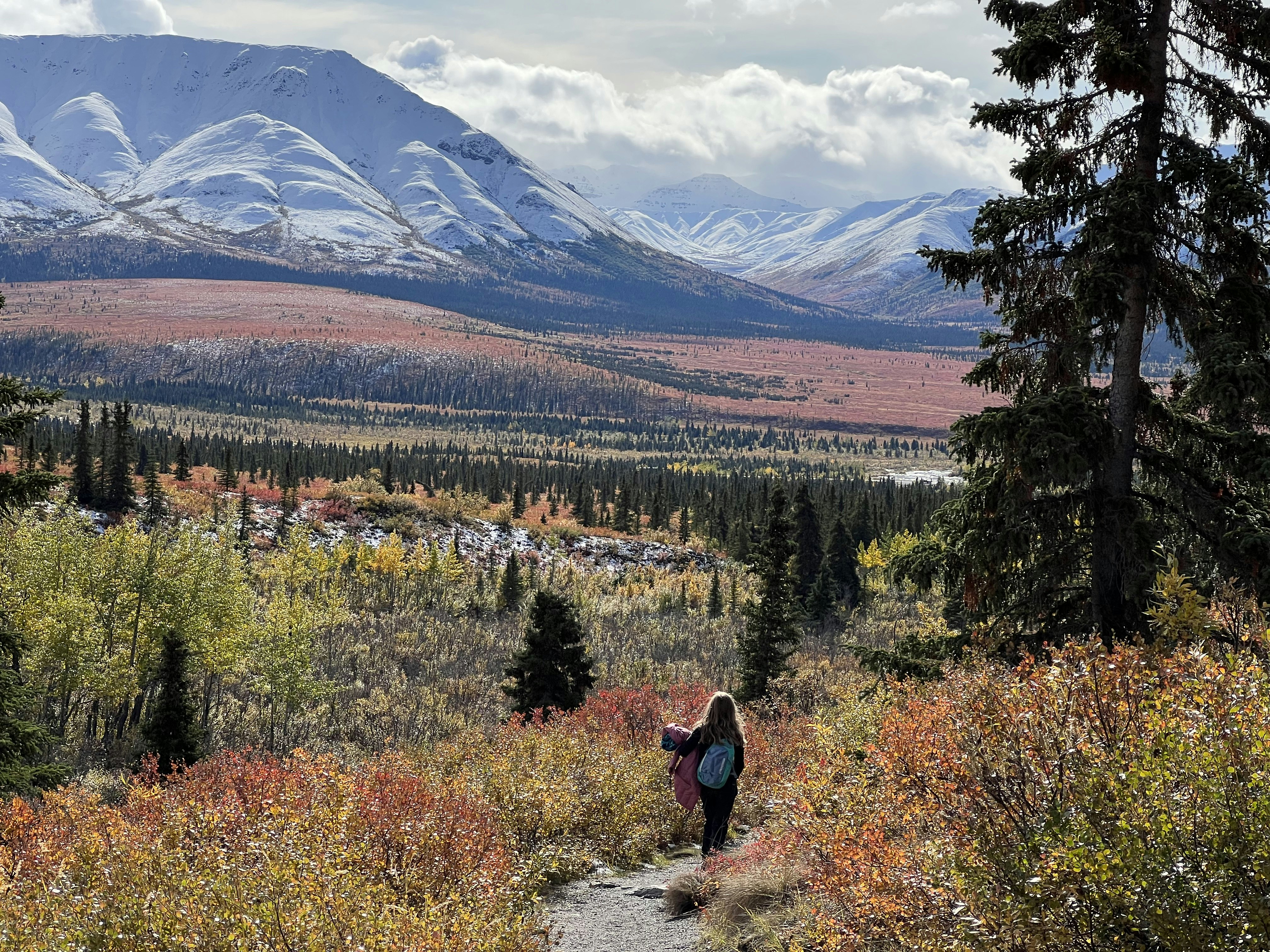 Sarah hikes along the Salvage Alpine Trail in Denali past some trees with the snow-capped mountains in the background