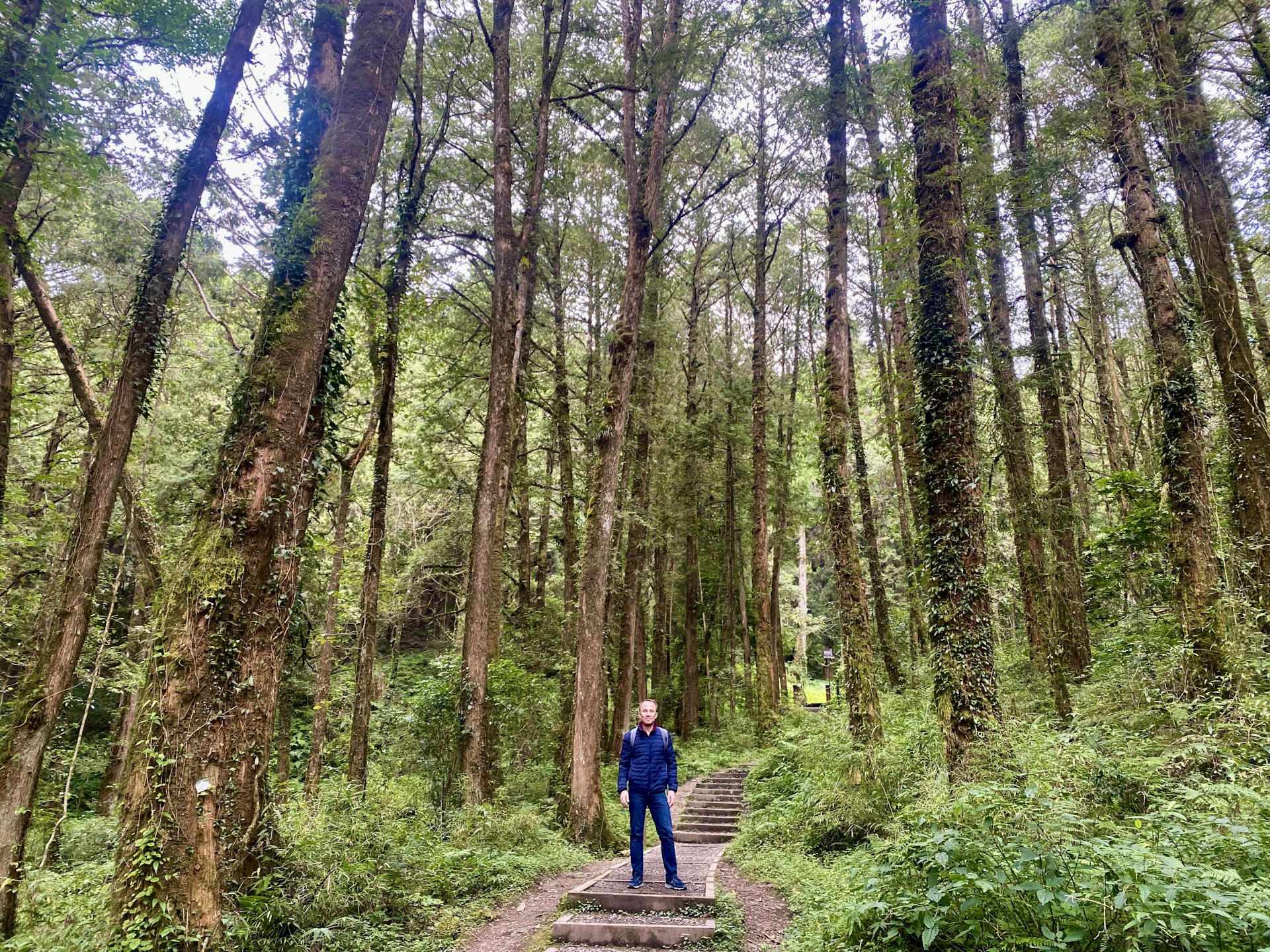 A hiker among towering trees on the Tashan Trail, Alishan Forest Recreation Area, Taiwan