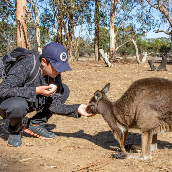 Person feeding a Kangaroo