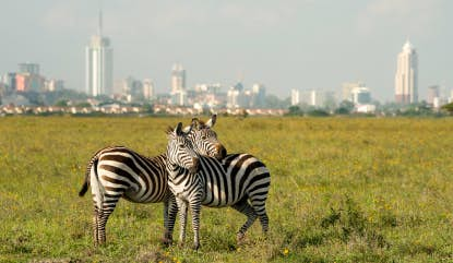 Zebras with the Nairobi skyline in the background