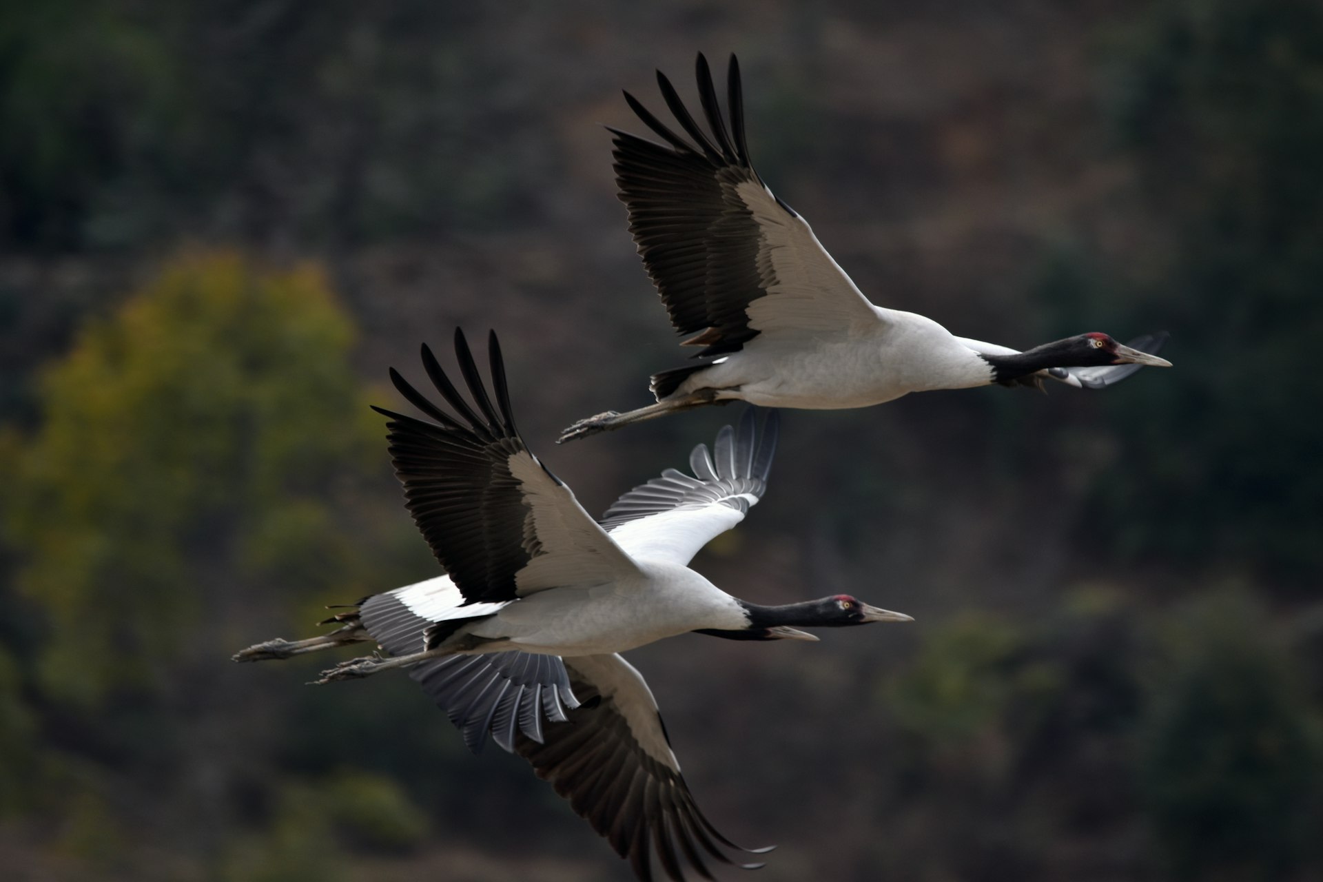 Black-necked cranes at Trahiyangtse, eastern Bhutan