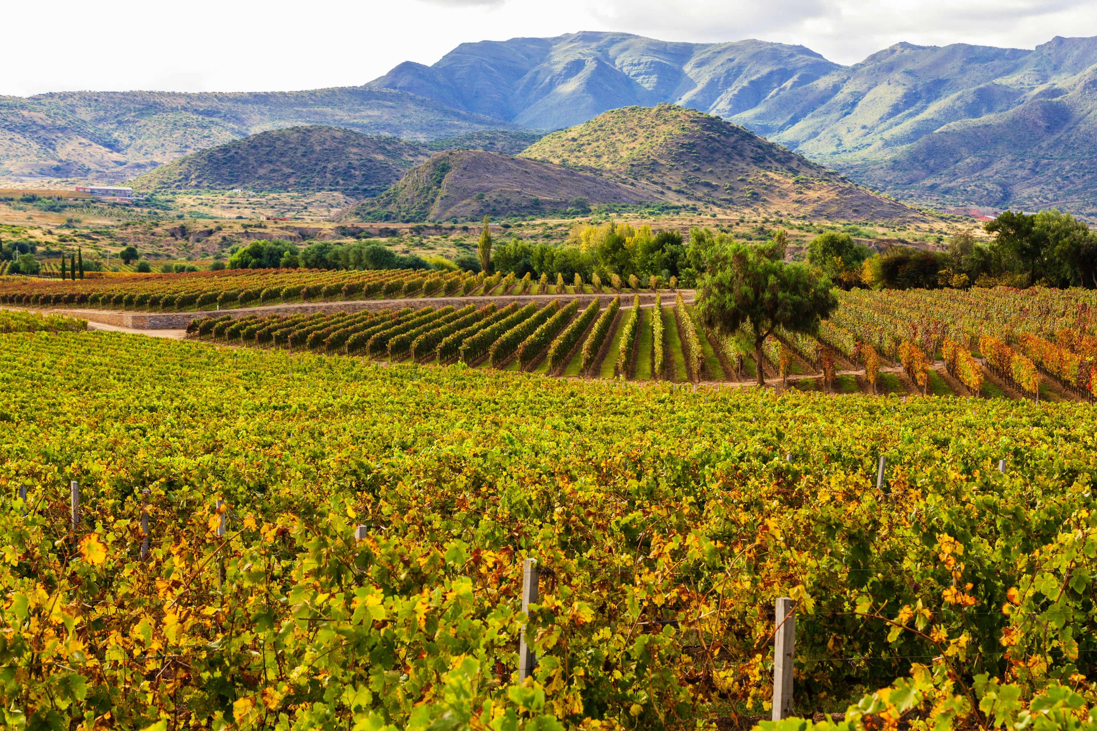 Scenic view of the high altitude Bolivian vineyards in Tarija, located between 1700 and 3000 masl