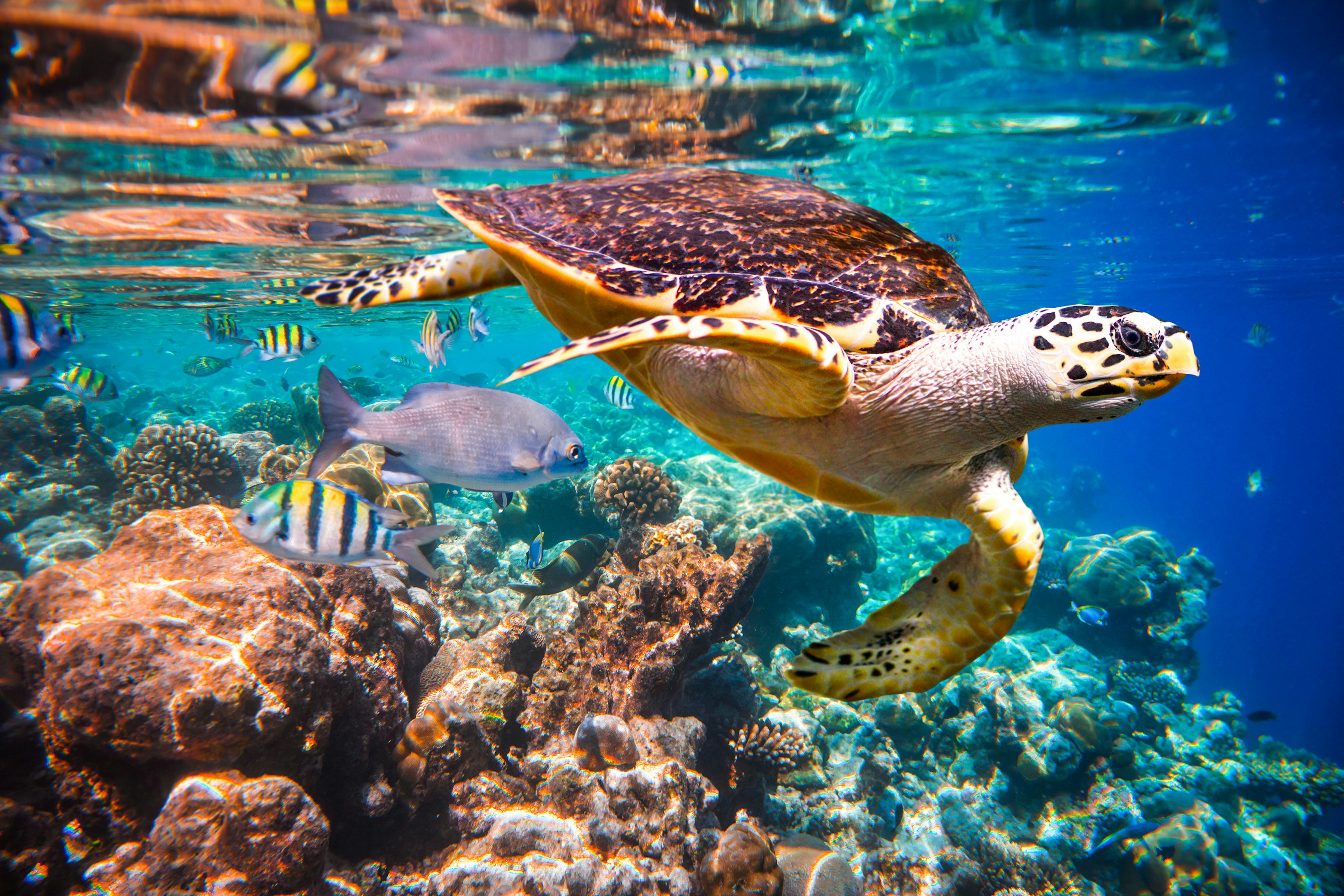 A hawksbill Turtle (Eretmochelys imbricata) floats underwater beside a coral reef in the Indian Ocean around the Maldives