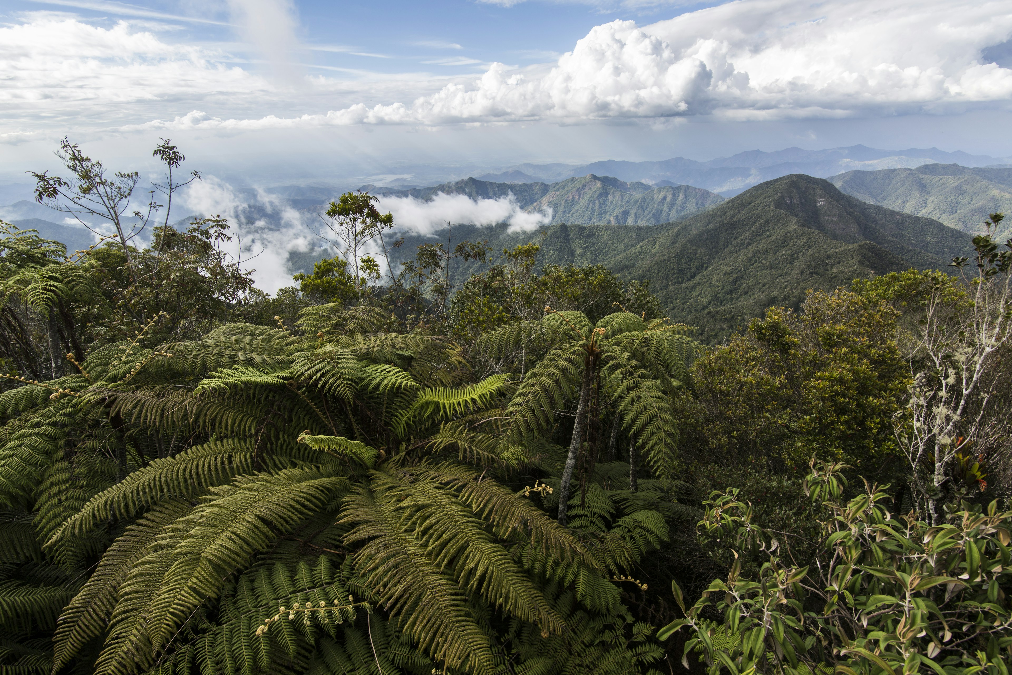 A mountain top and view of a range covered in lush undergrowth