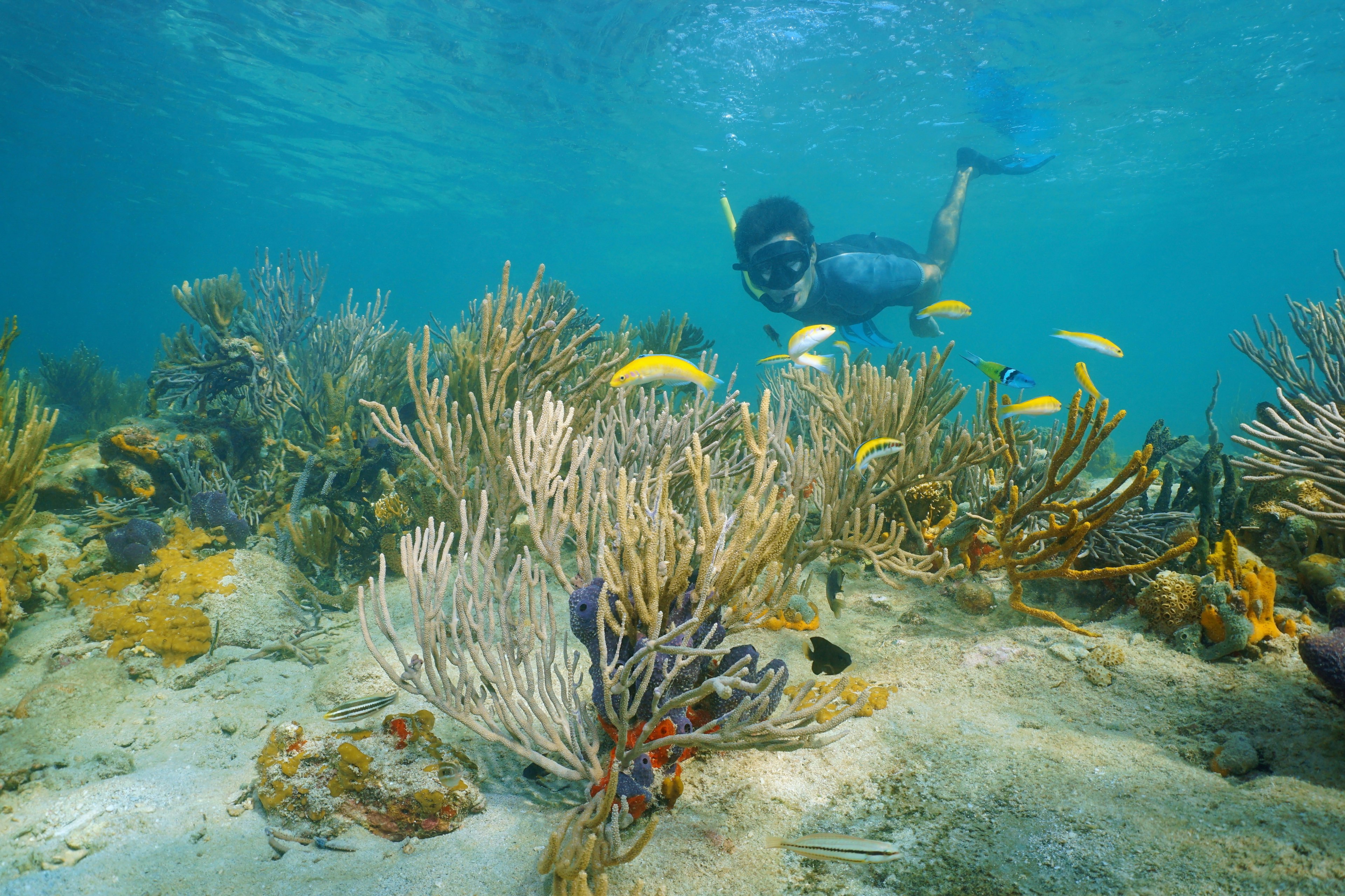 Man snorkeling underwater on a reef with soft coral and tropical fish, Caribbean sea, Panama