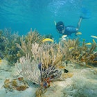 Man snorkeling underwater on a reef with soft coral and tropical fish, Caribbean sea, Panama
263979584
activity, america, apnea, bocas, caribbean, caucasian, central, colorful, coral, del, dive, diving, exploration, explore, fish, floor, free, holidays, leisure, life, male, man, marine, nature, ocean, panama, people, person, photo, recreation, reef, rod, scene, sea, seabed, snorkel, snorkeler, snorkeling, soft, sport, swim, toro, tropical, tropics, under, undersea, underwater, vacation, water, wildlife