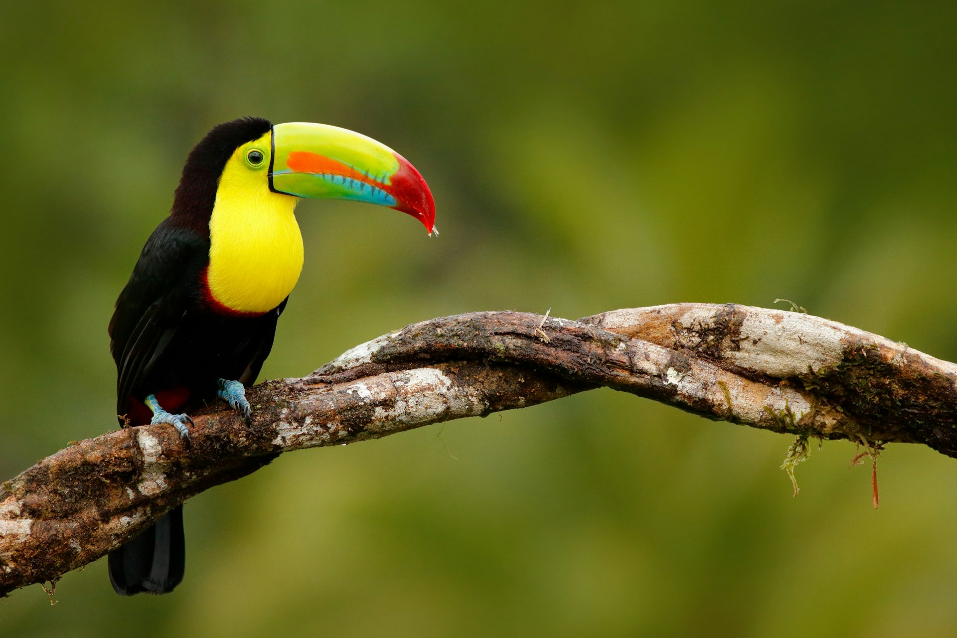 Keel-billed Toucan, Ramphastos sulfuratus, bird with big bill, sitting on branch in the forest, Panama.