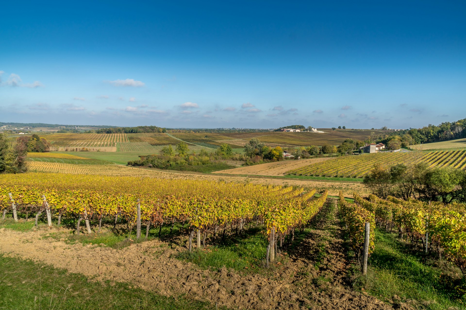 Vineyard turning a golden color as autumn comes