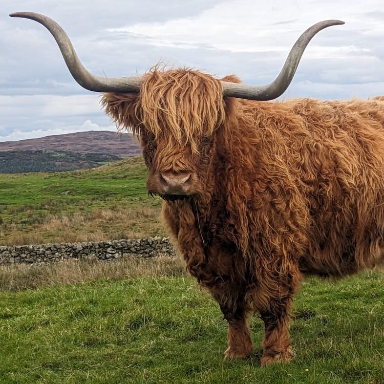 Horned Highland cow in Southwest Scotland