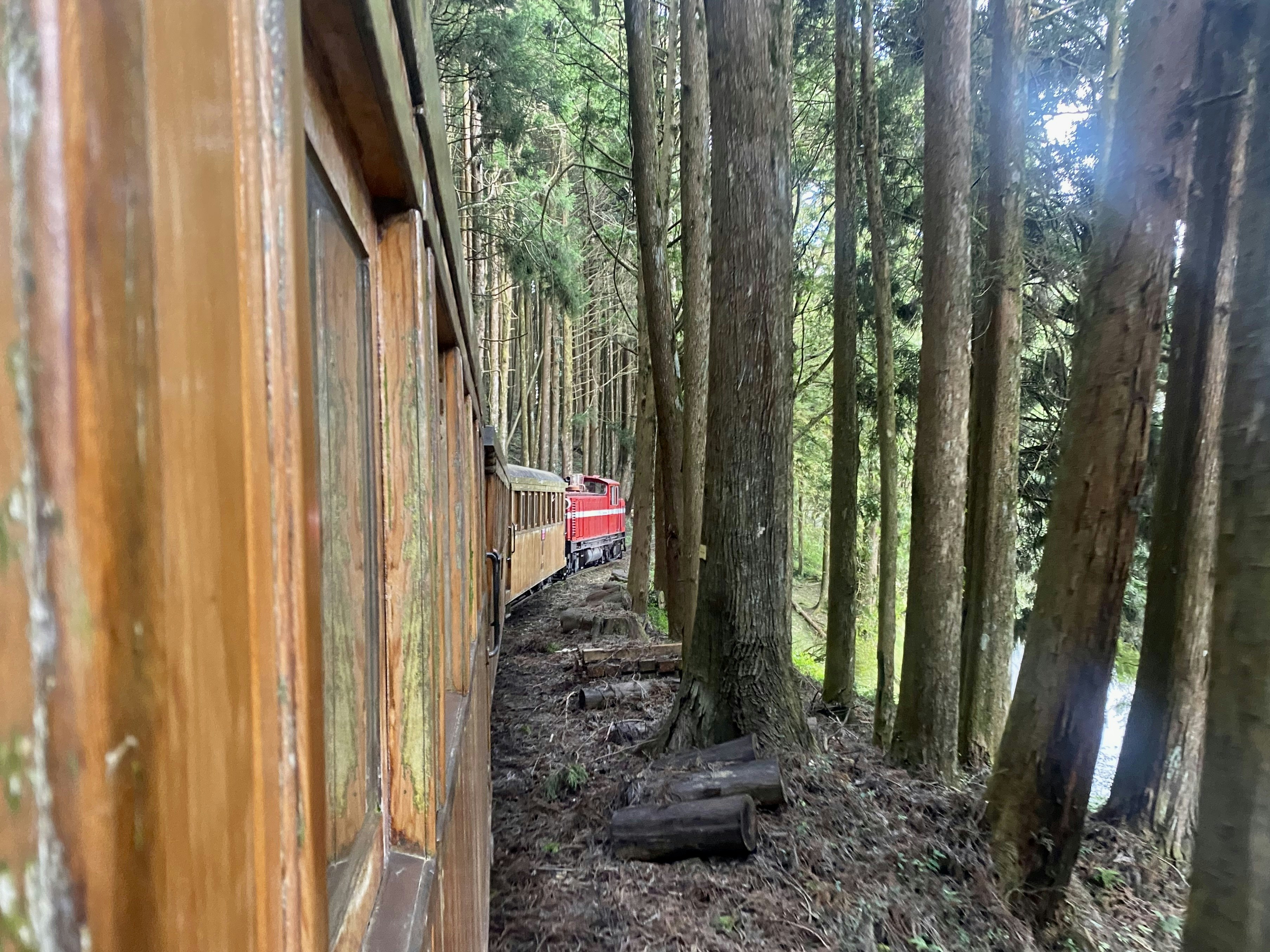 The Alishan Forest Railway approaches Zhaoping station, Taiwan
