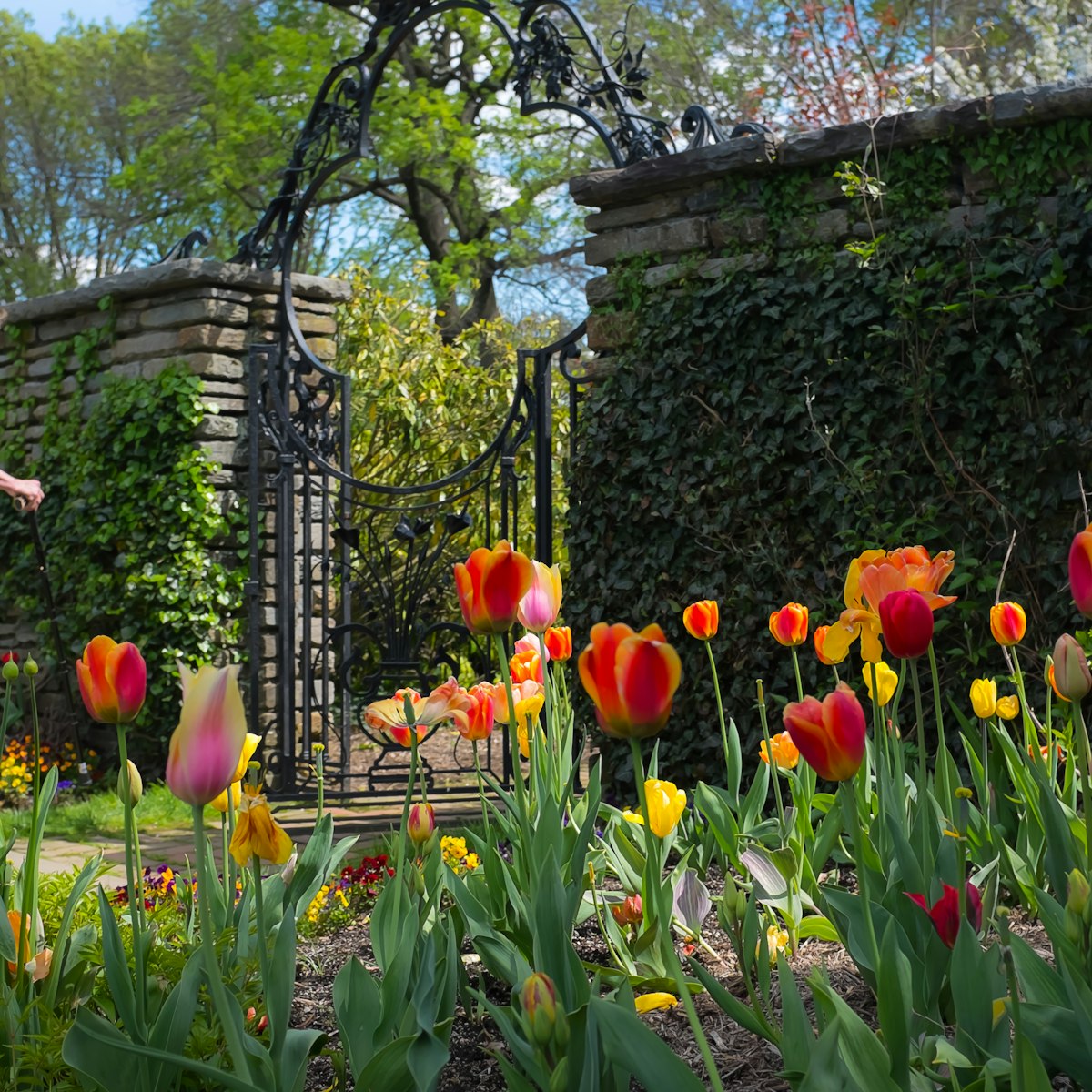 Tulips at Dumbarton Oaks in Georgetown, Washington DC, USA.